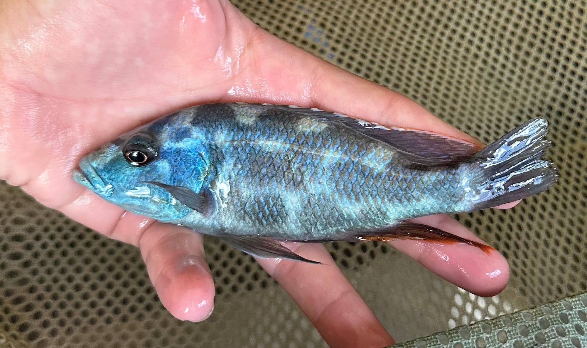 Nimbochromis livingstonii