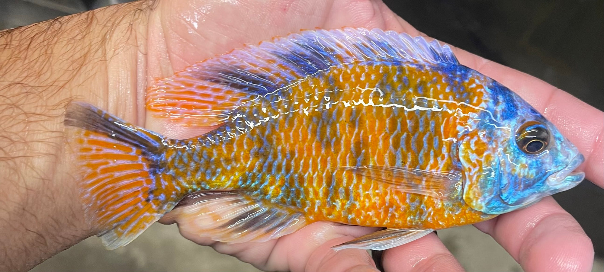 Ob Red Fin Borleyi