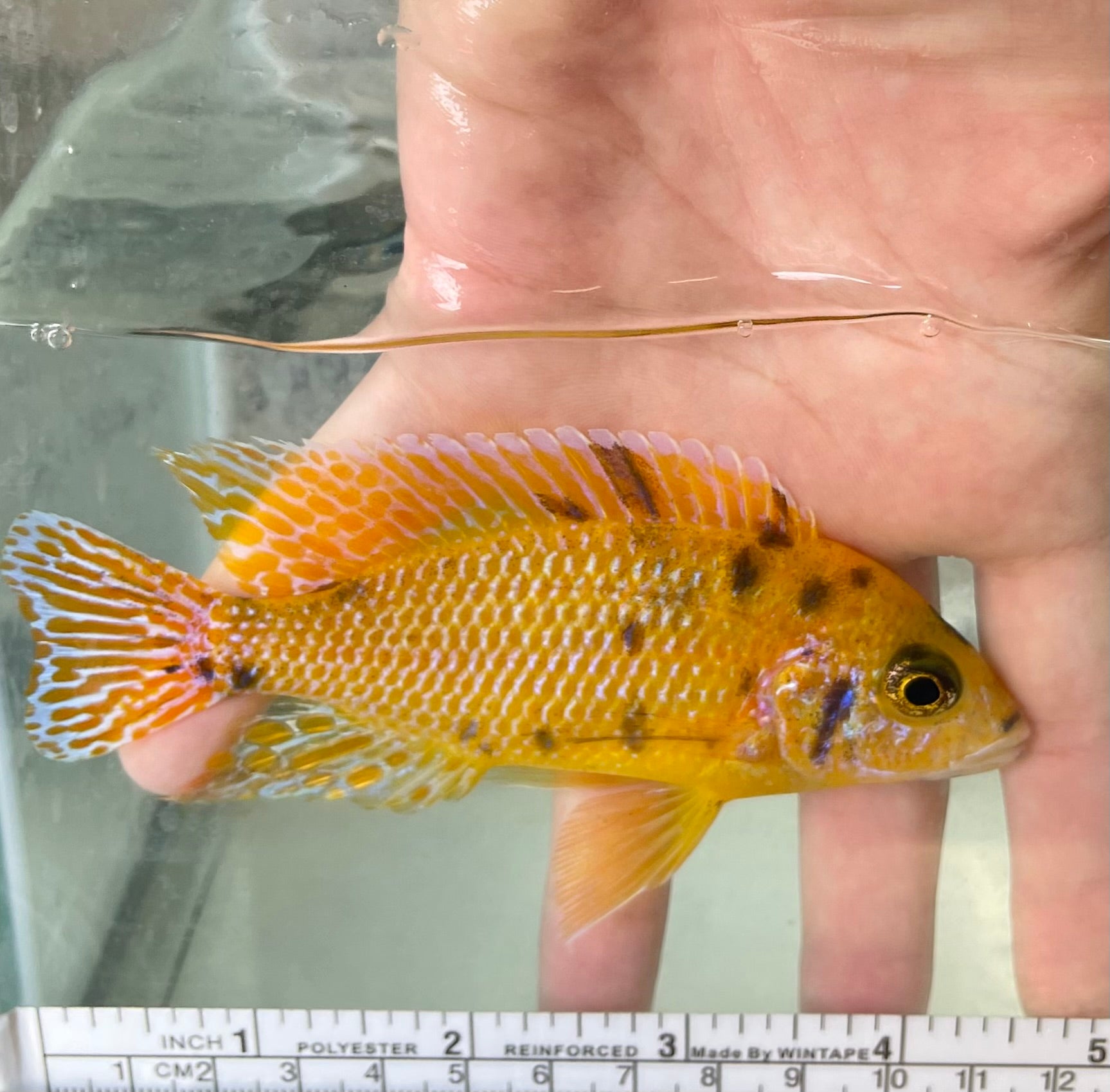 Yellow OB peacock