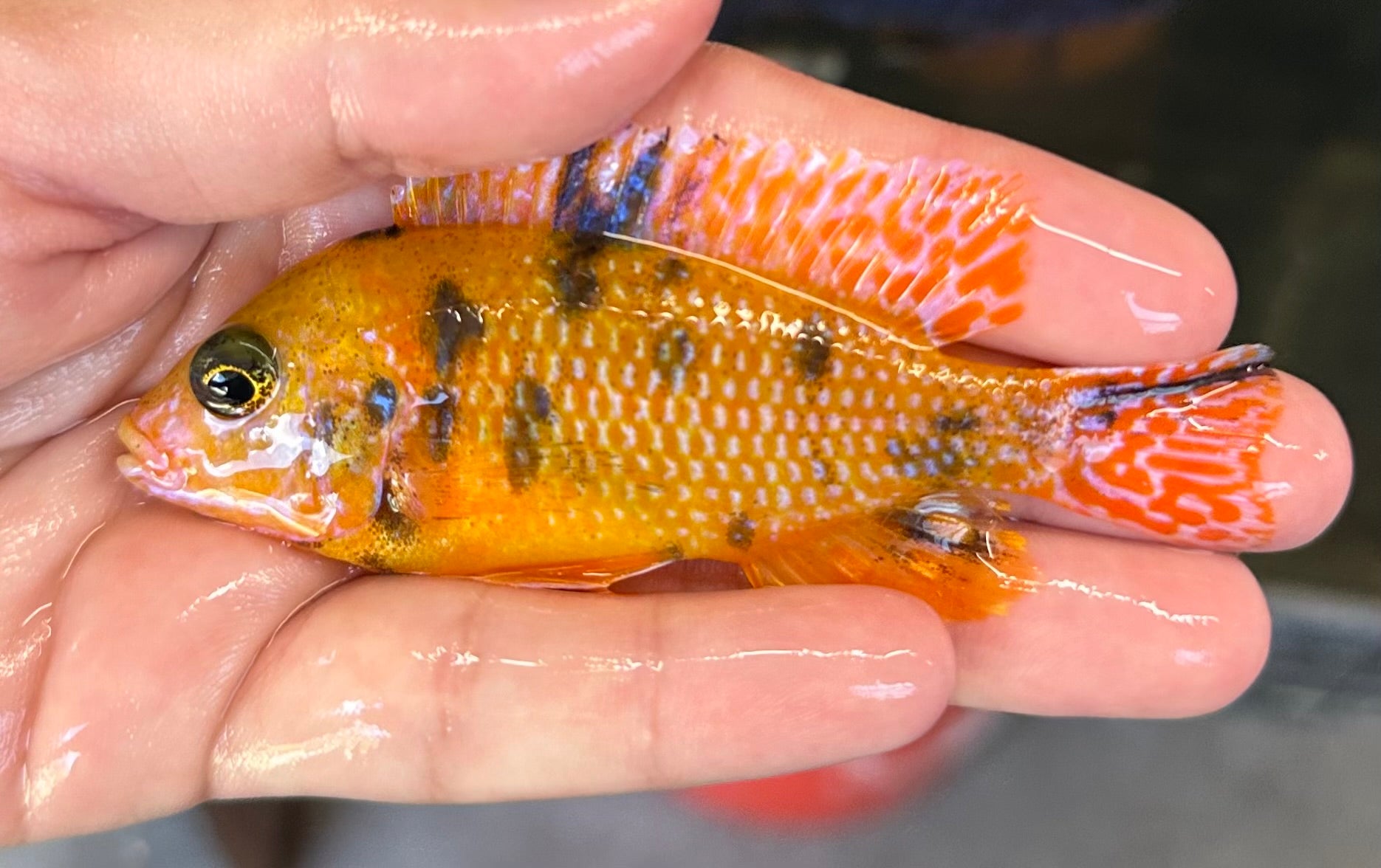 Yellow OB peacock