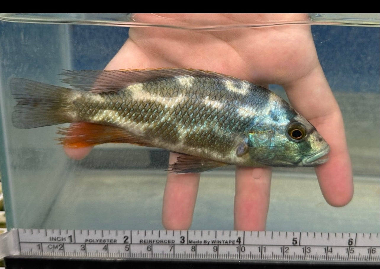 Nimbochromis livingstonii