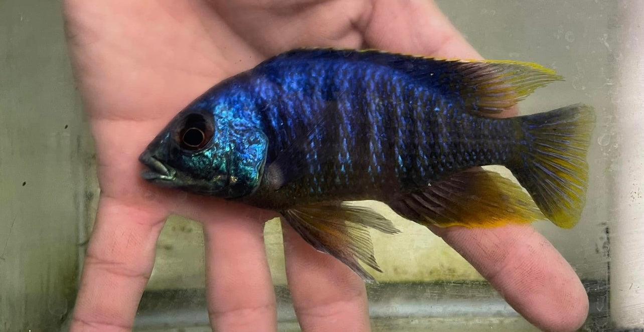Jalo Reef