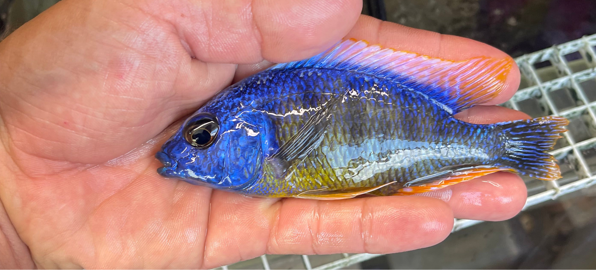 Taiwan Reef