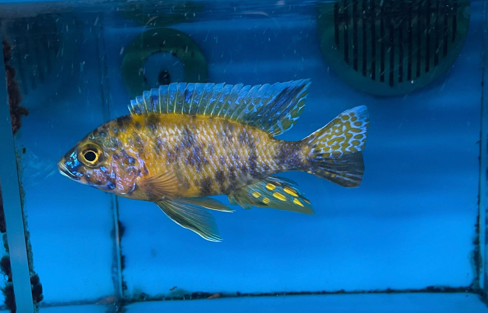 Yellow OB peacock