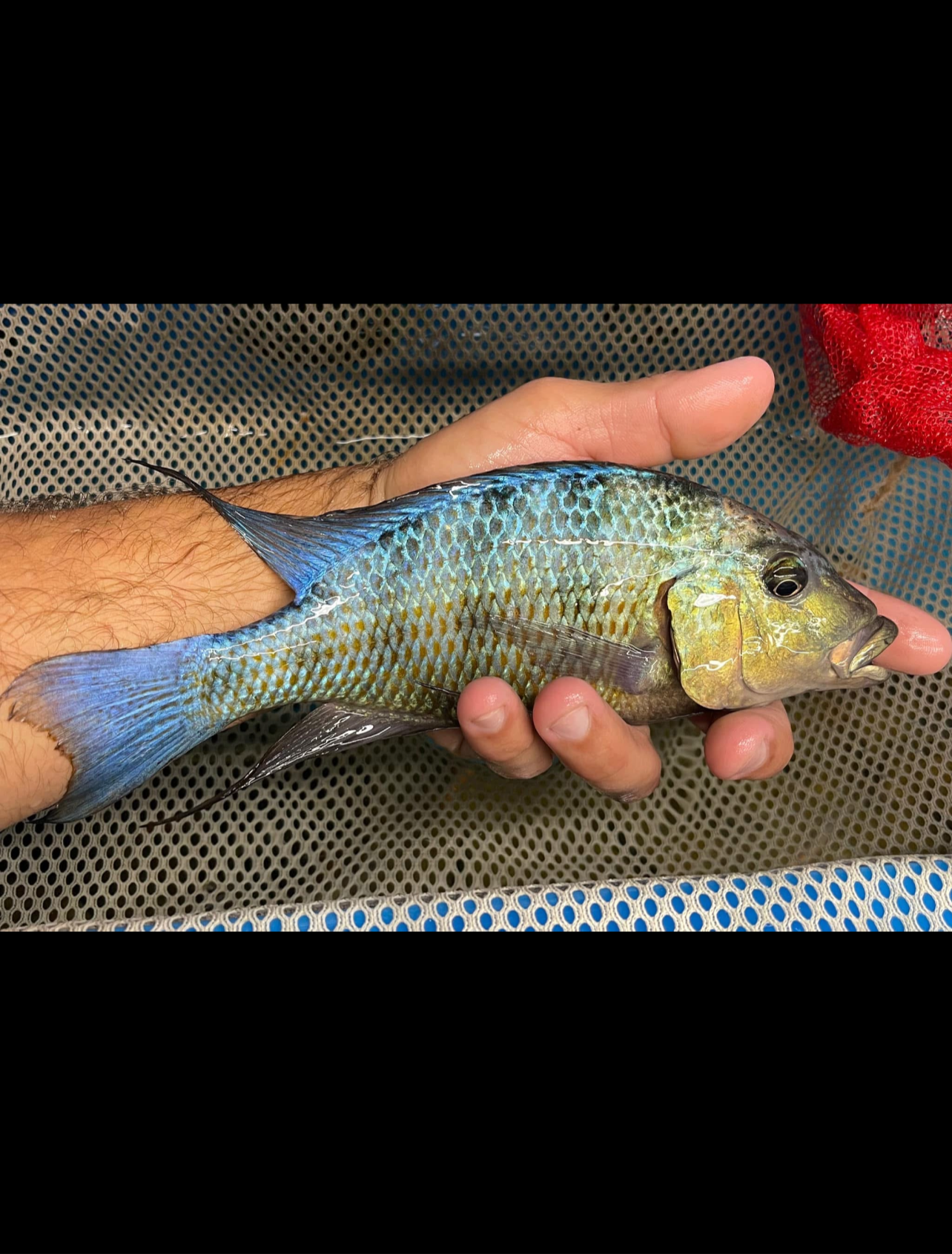 Rostratus Sand Diver