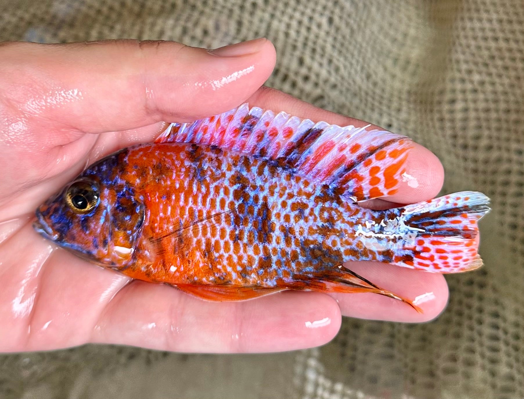 Ob Peacock