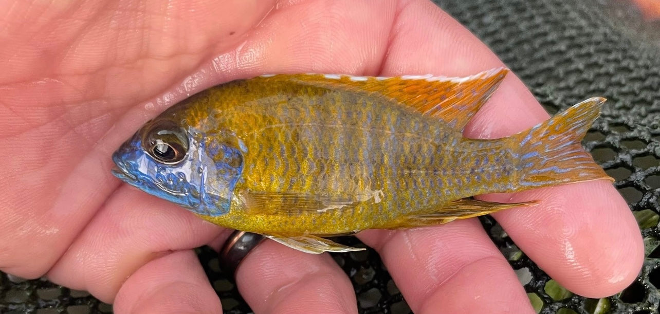 Chidunga