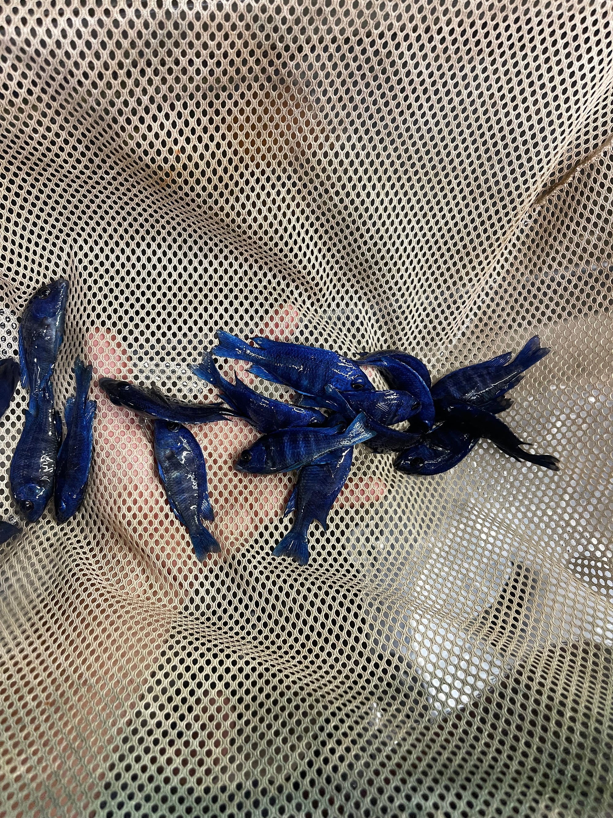 Star Sapphire
