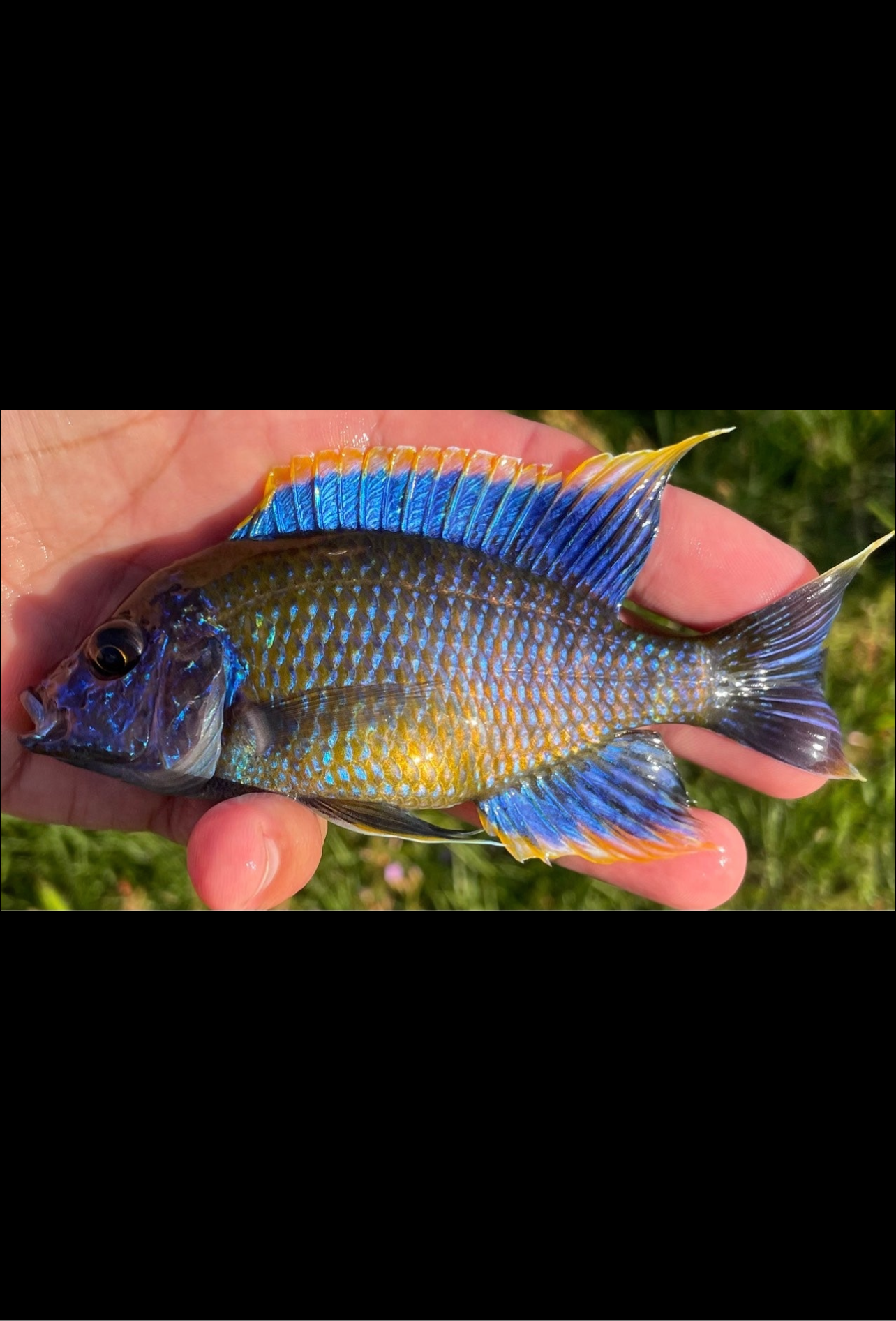 Lwanda Peacock