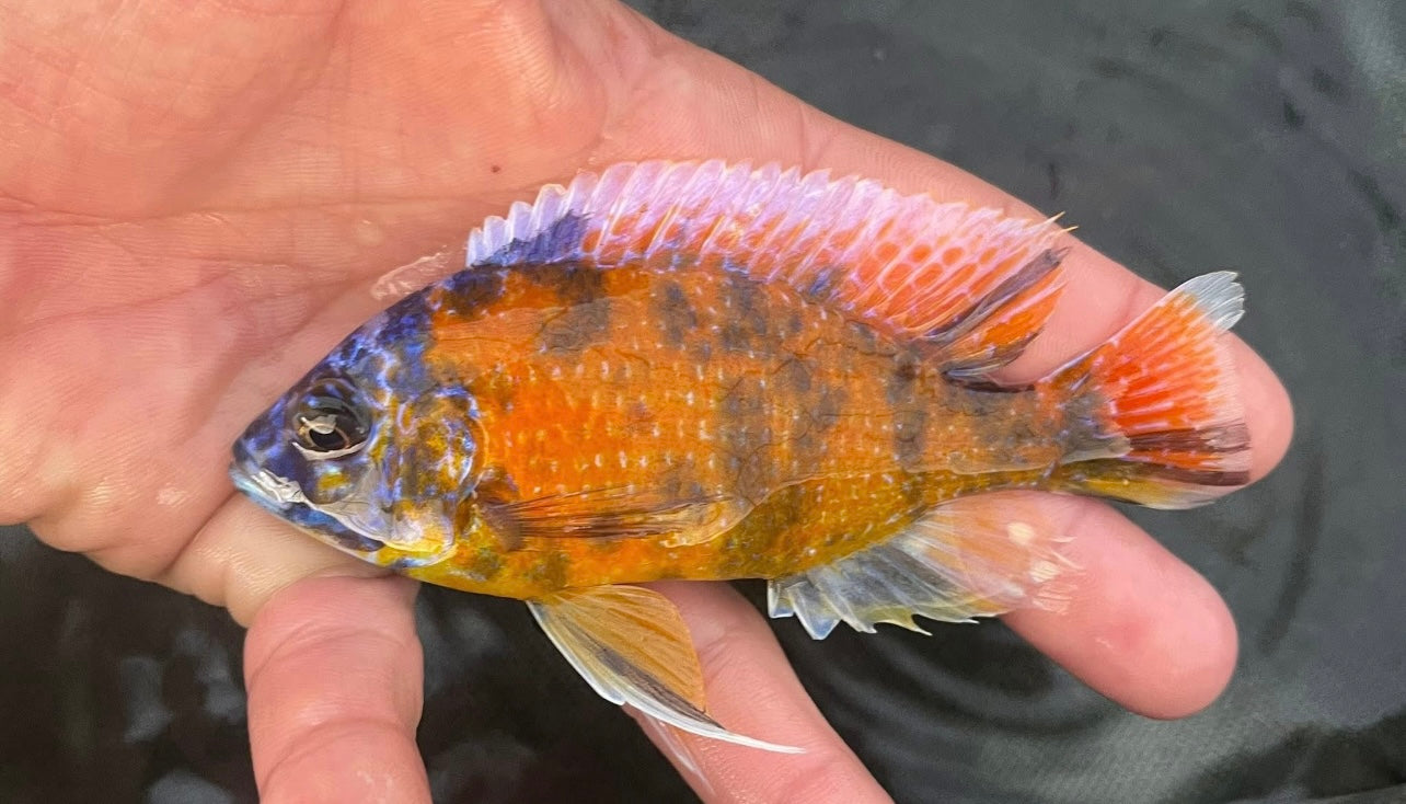 Ob Red Fin Borleyi
