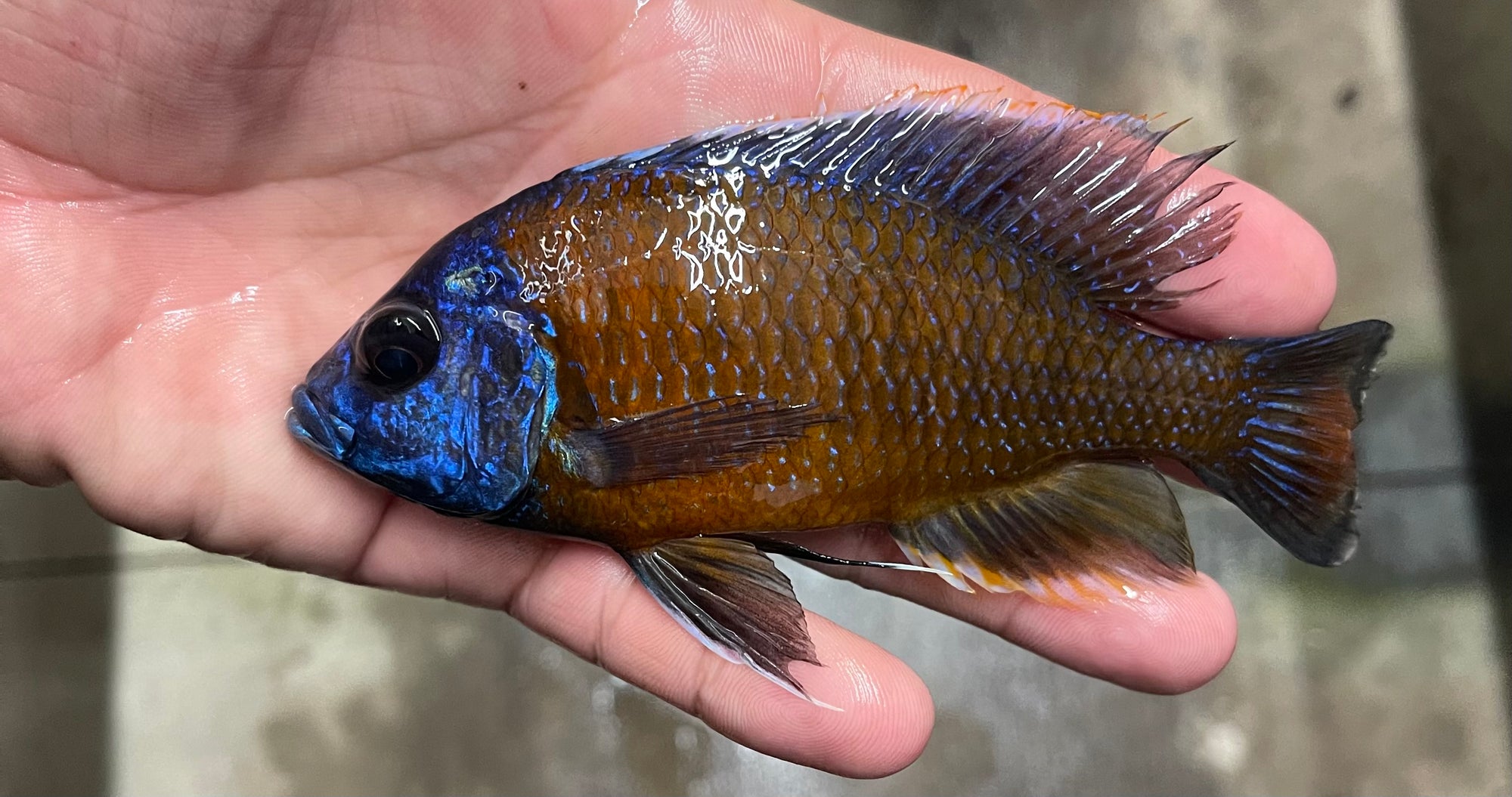 Red Fin Borleyi