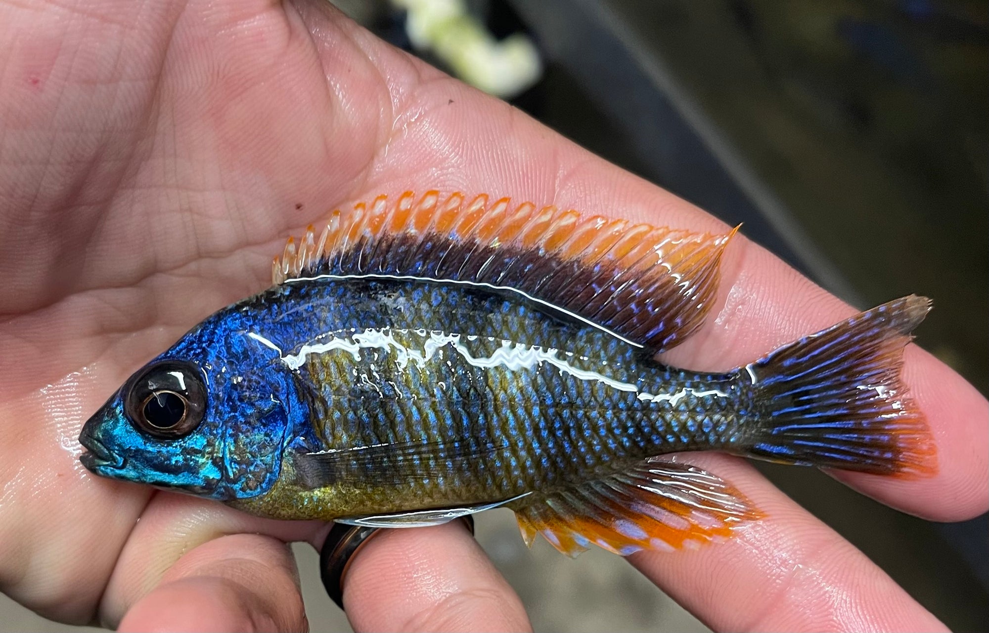 Taiwan Reef