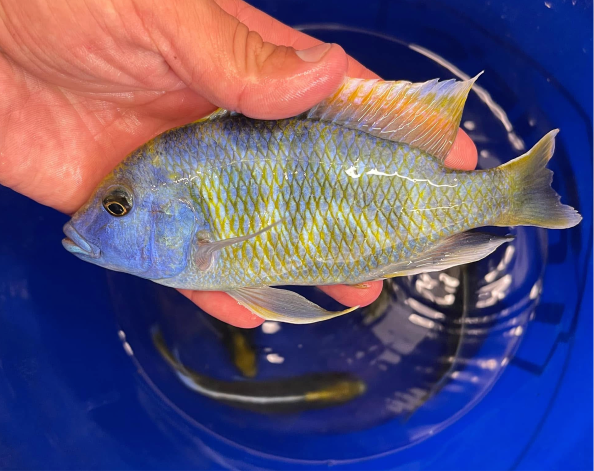 Venustus