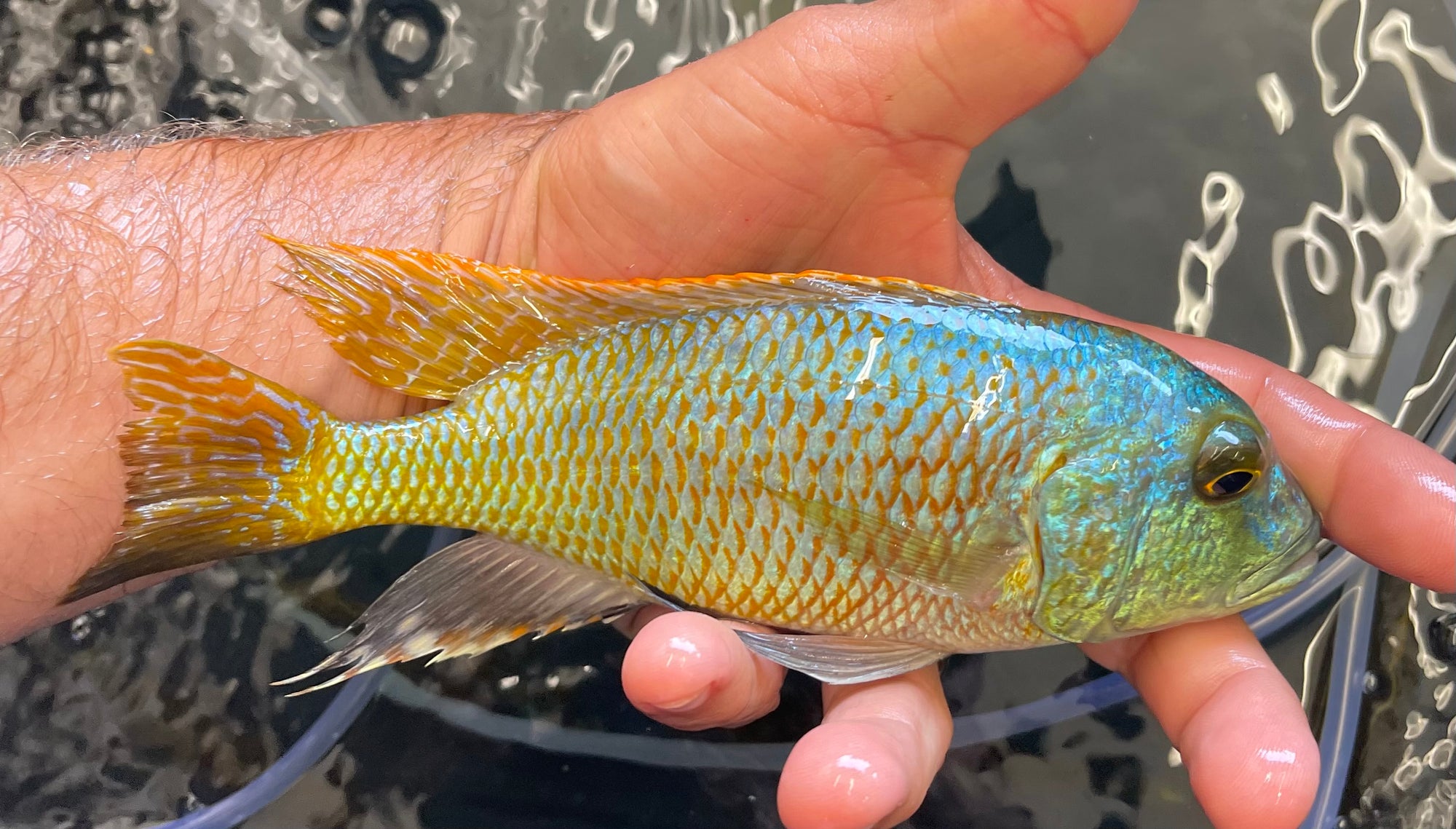Buccochromis Nototaenia