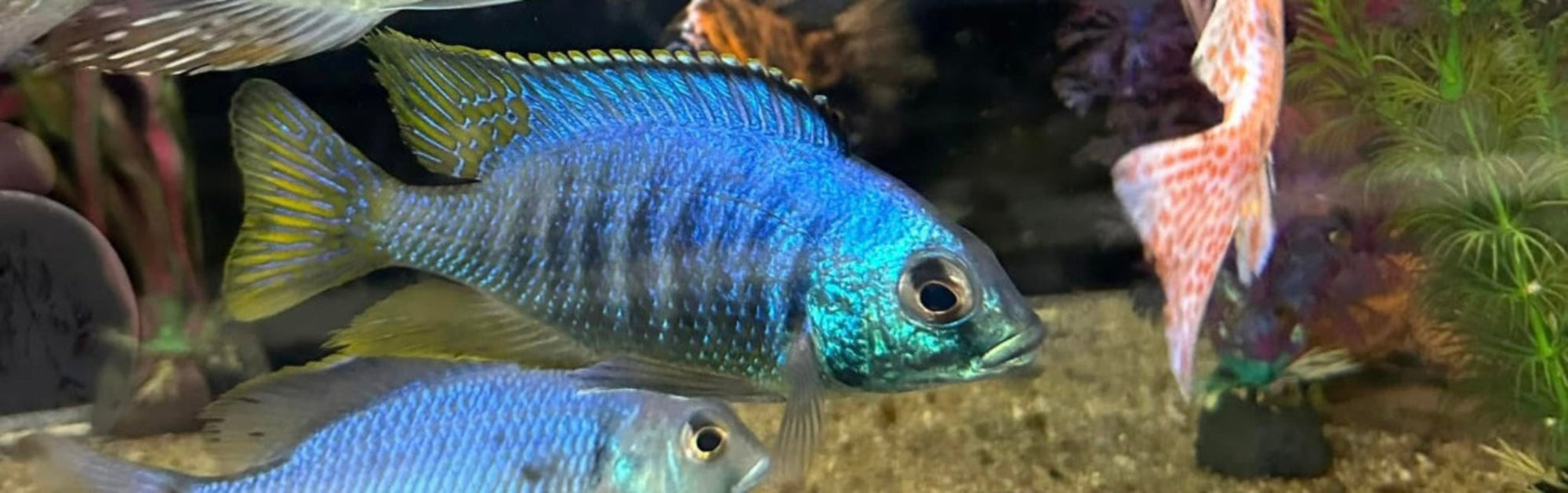 Jalo Reef