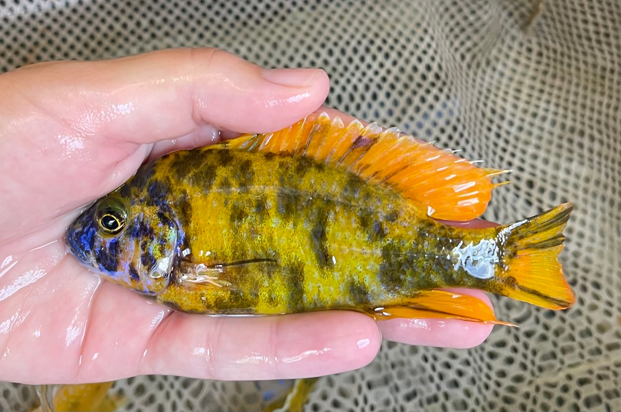 Yellow OB peacock