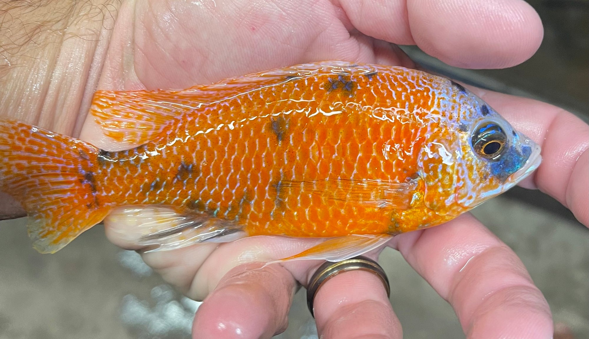 Ob Platinum Red Fin Borleyi