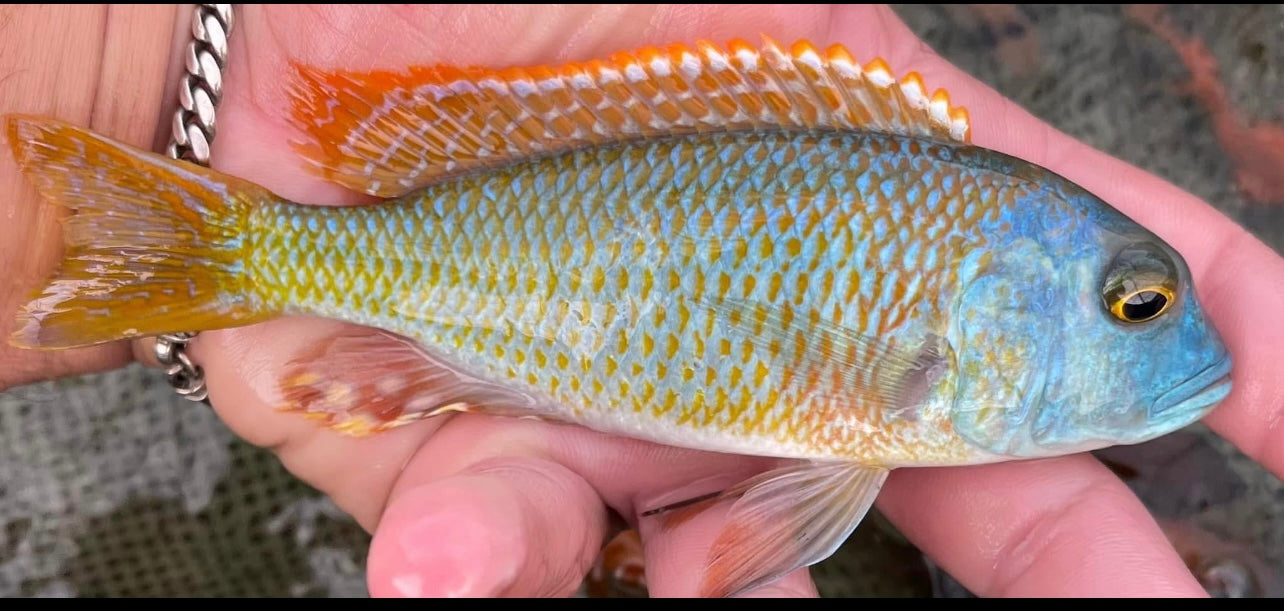 Buccochromis Nototaenia