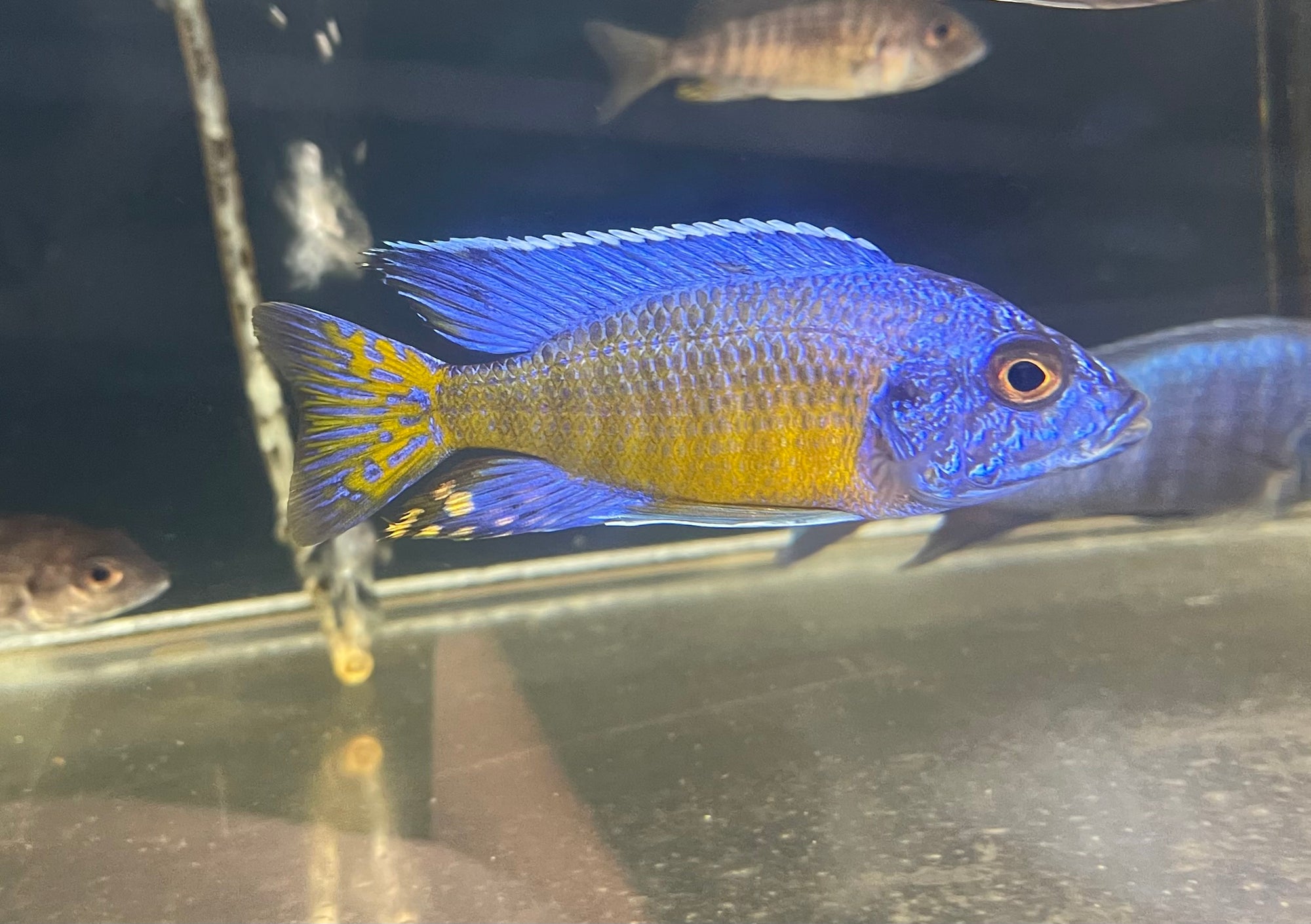 Ngara Flametail