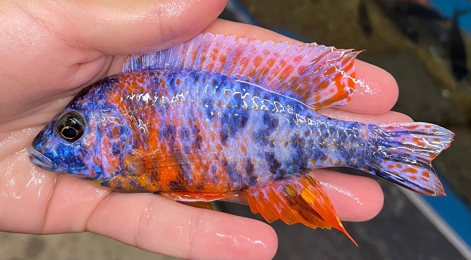 Ob Peacock