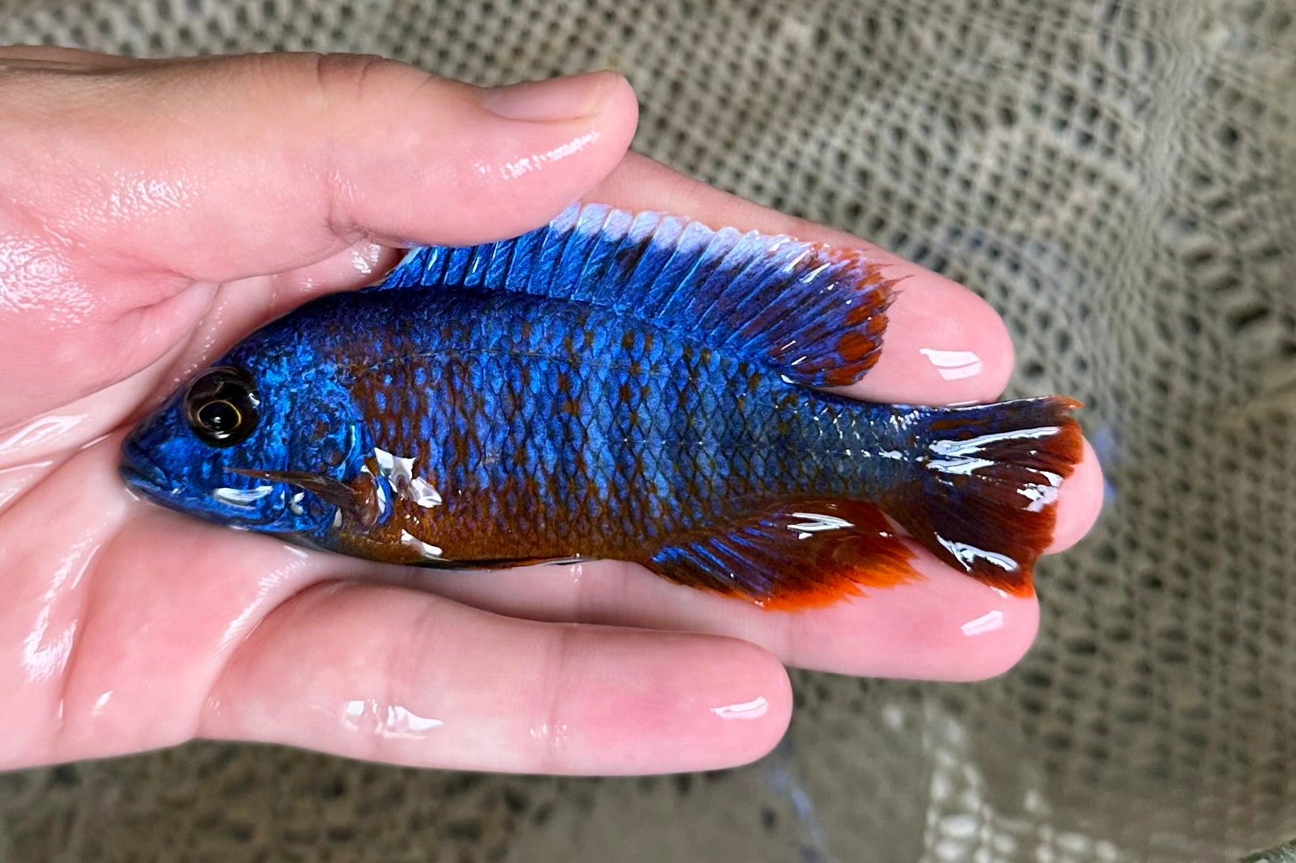 Blue Dragon Blood