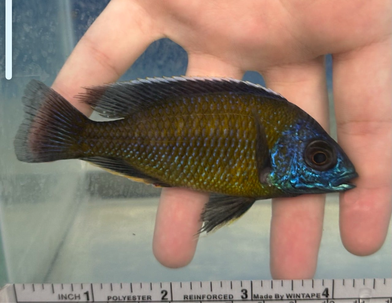 Red Fin Borleyi