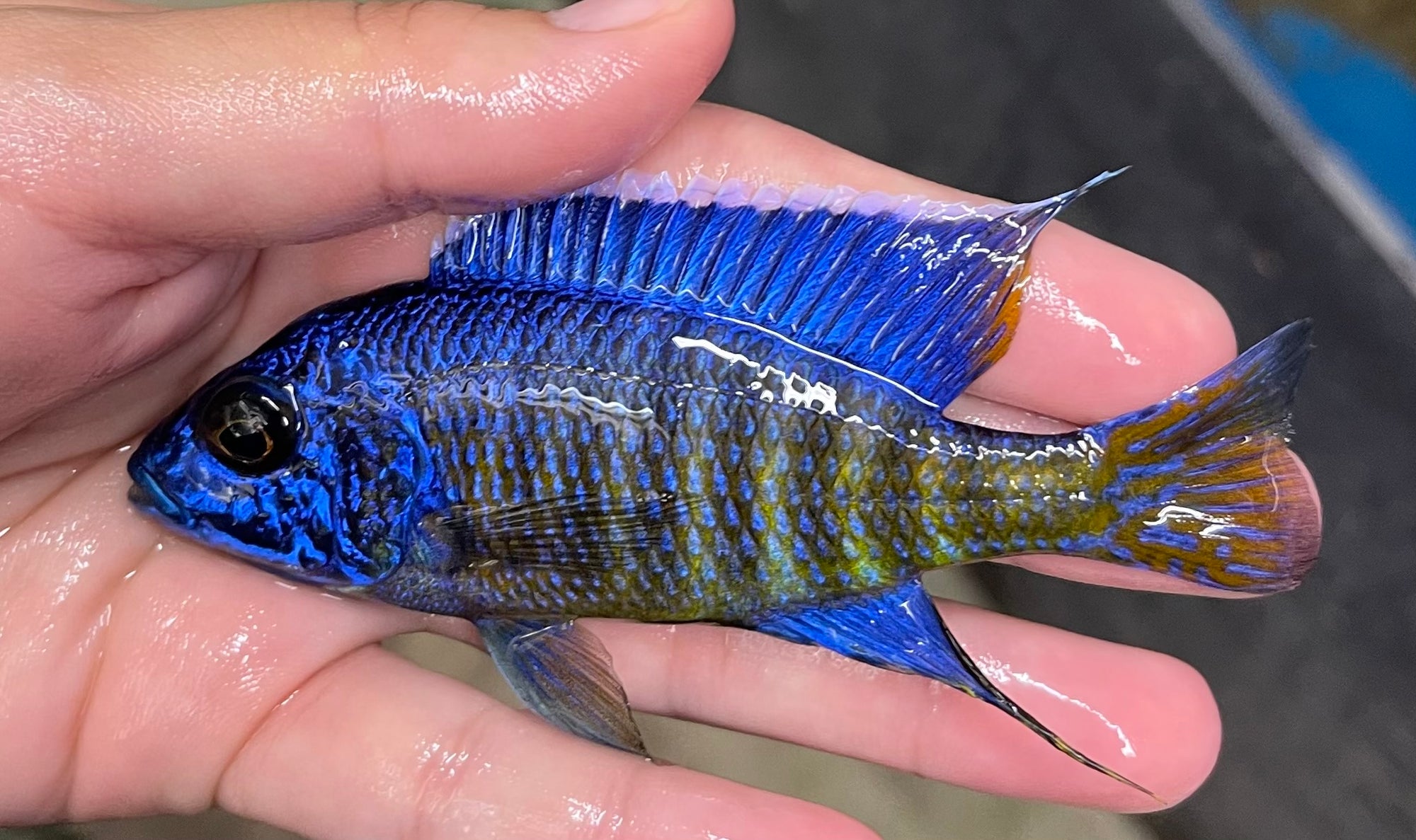 Ngara Flametail