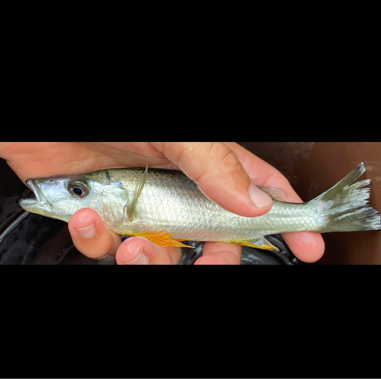 Malawi Barracuda