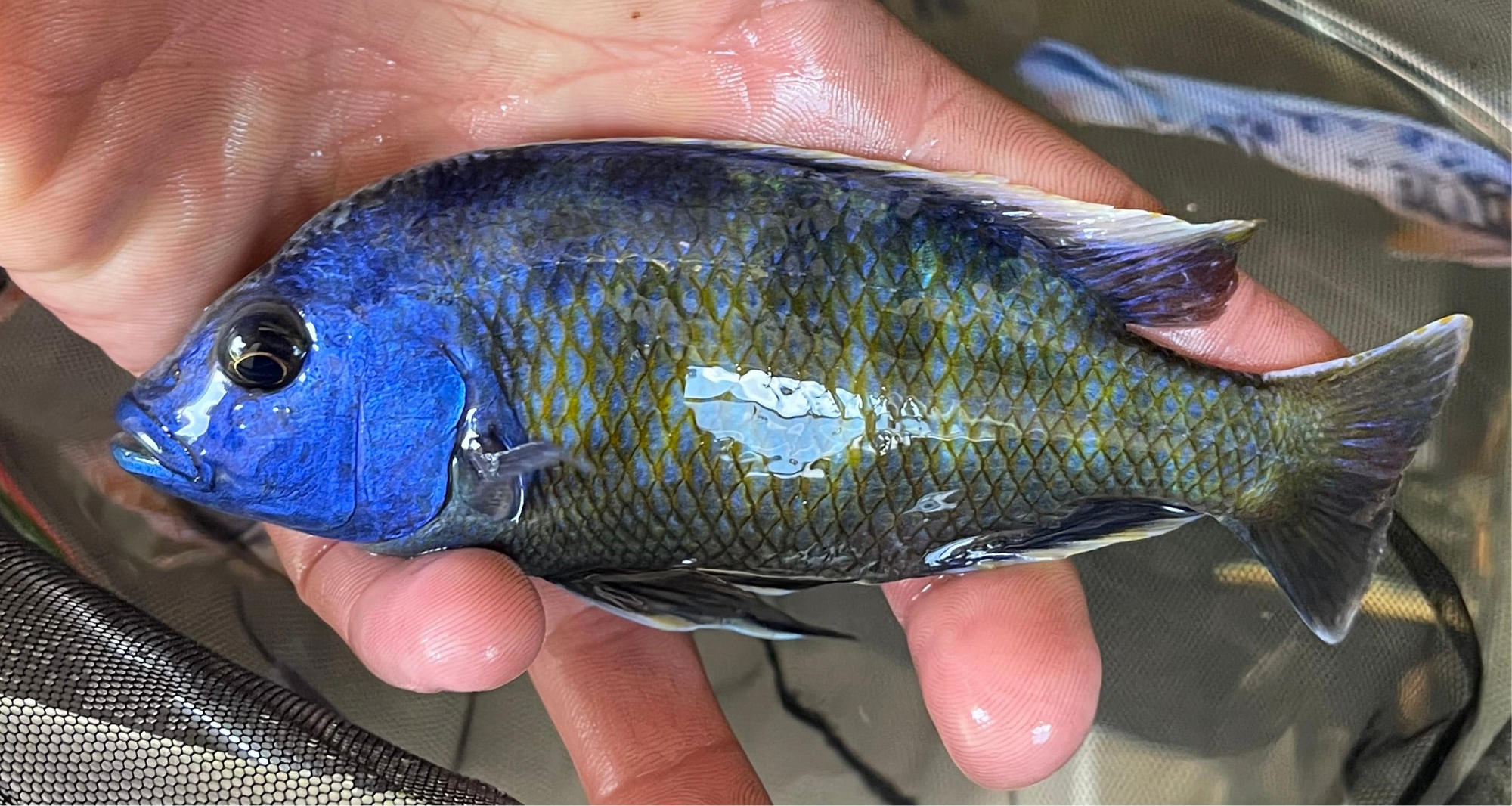 Venustus