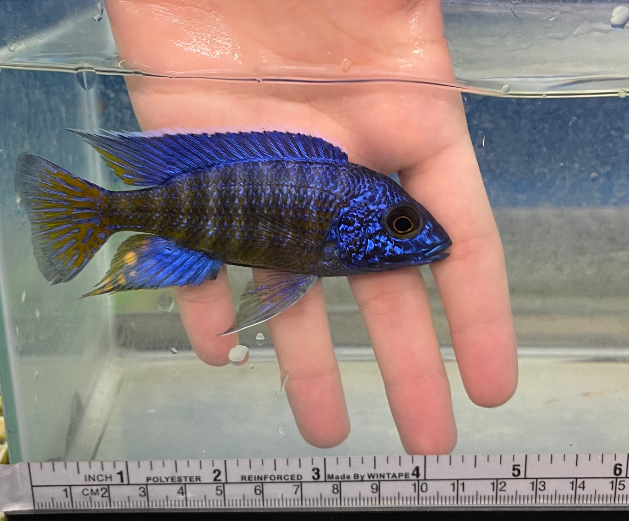 Ngara Flametail
