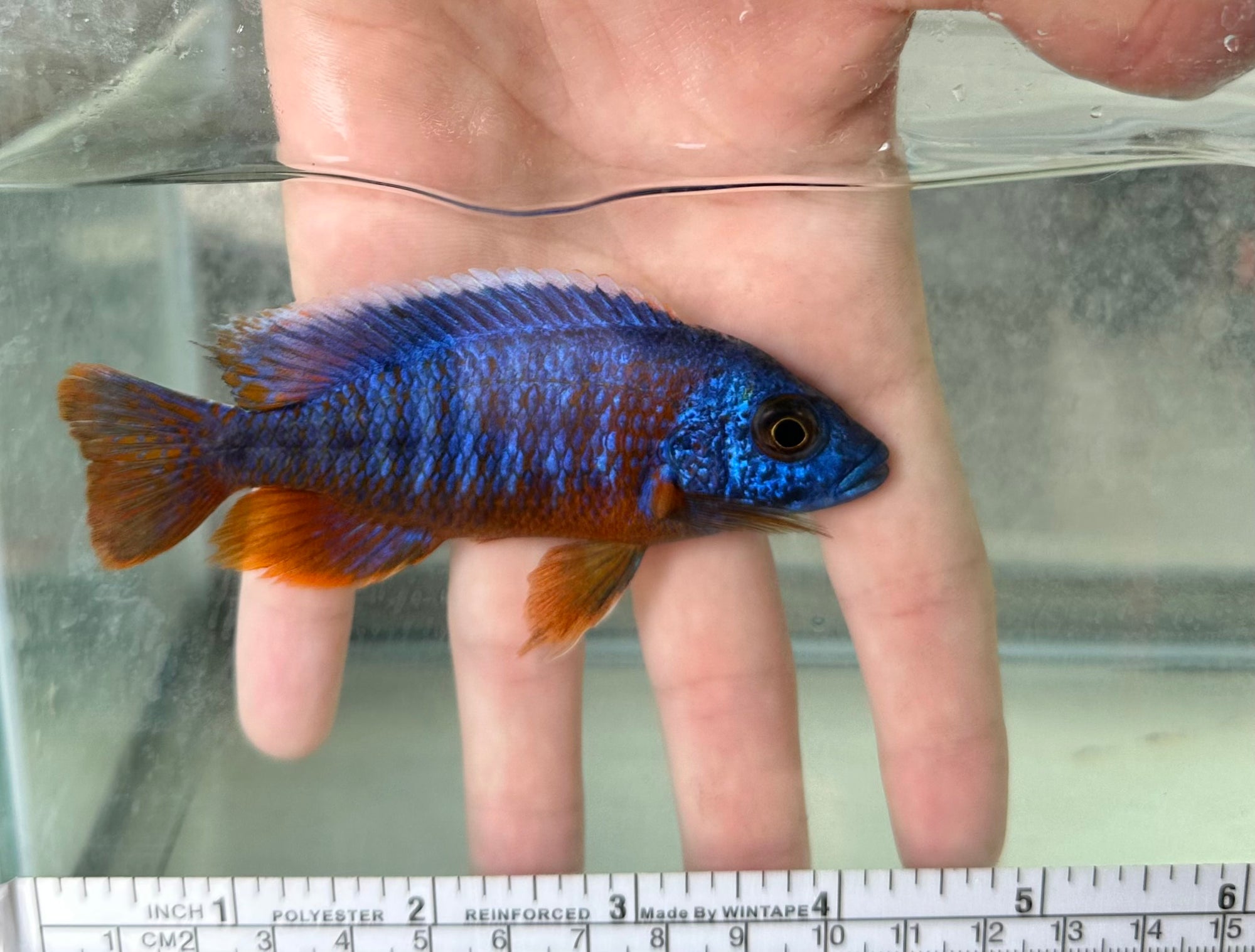Blue Dragon Blood
