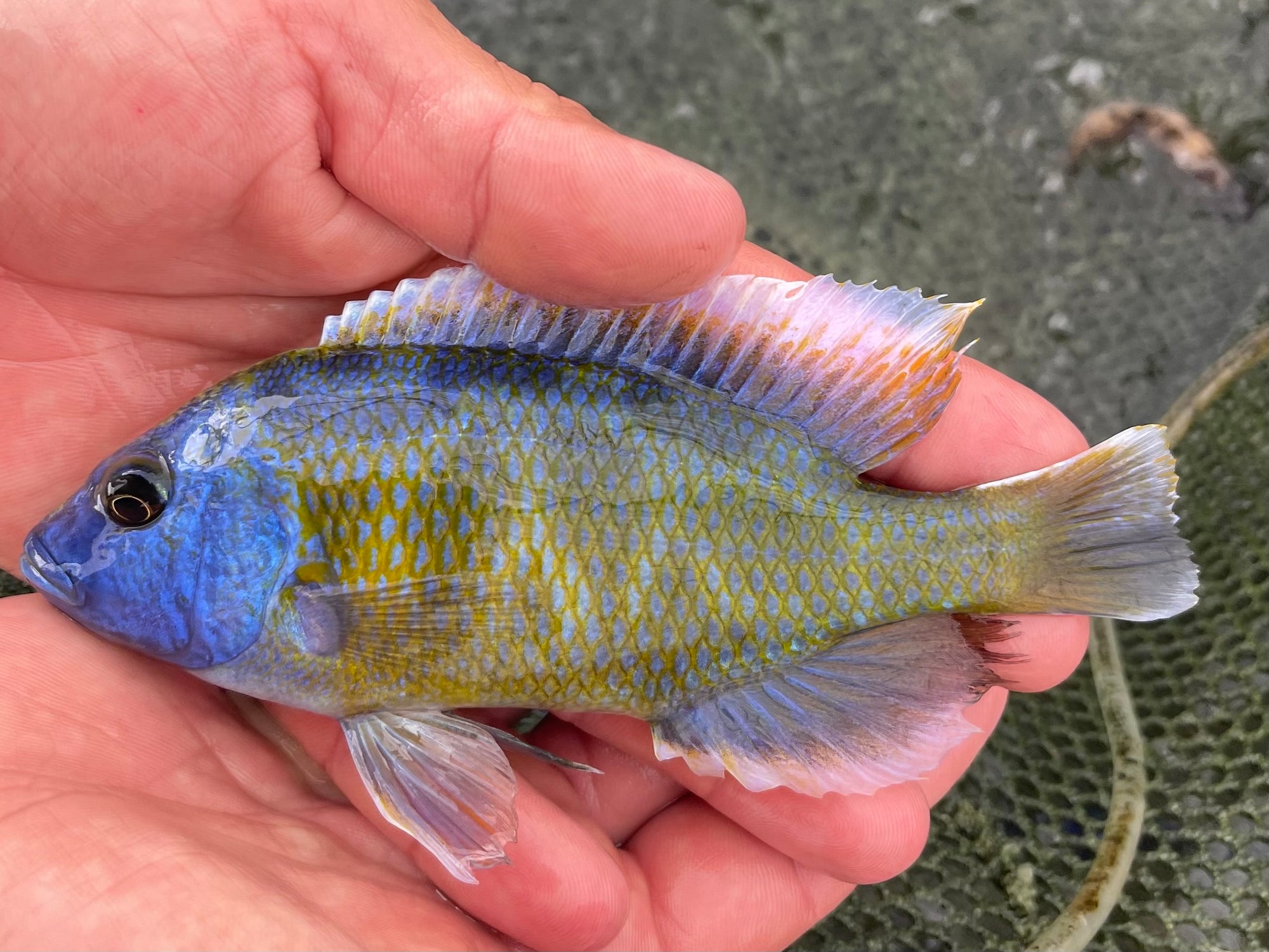 Venustus
