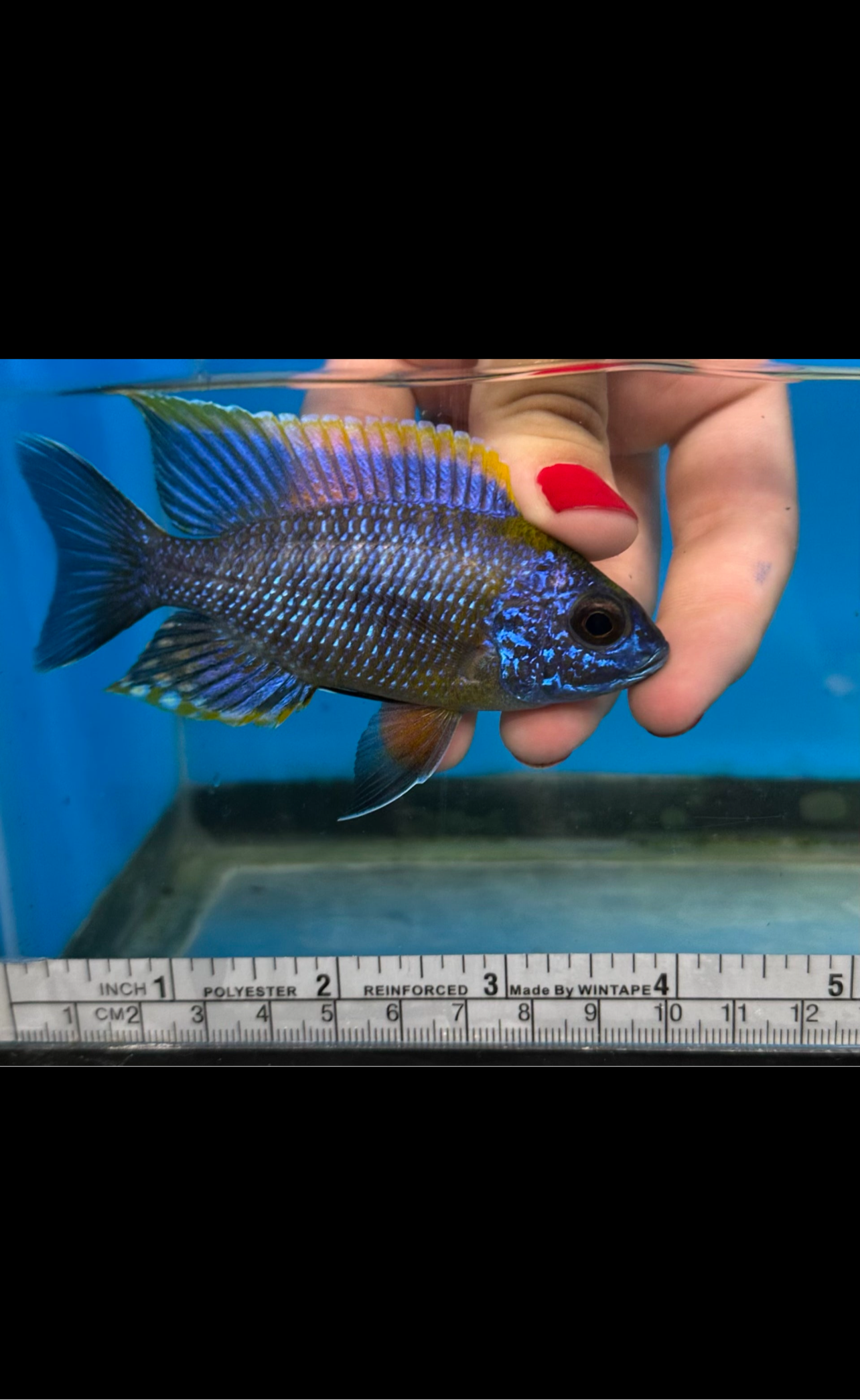 Lwanda Peacock
