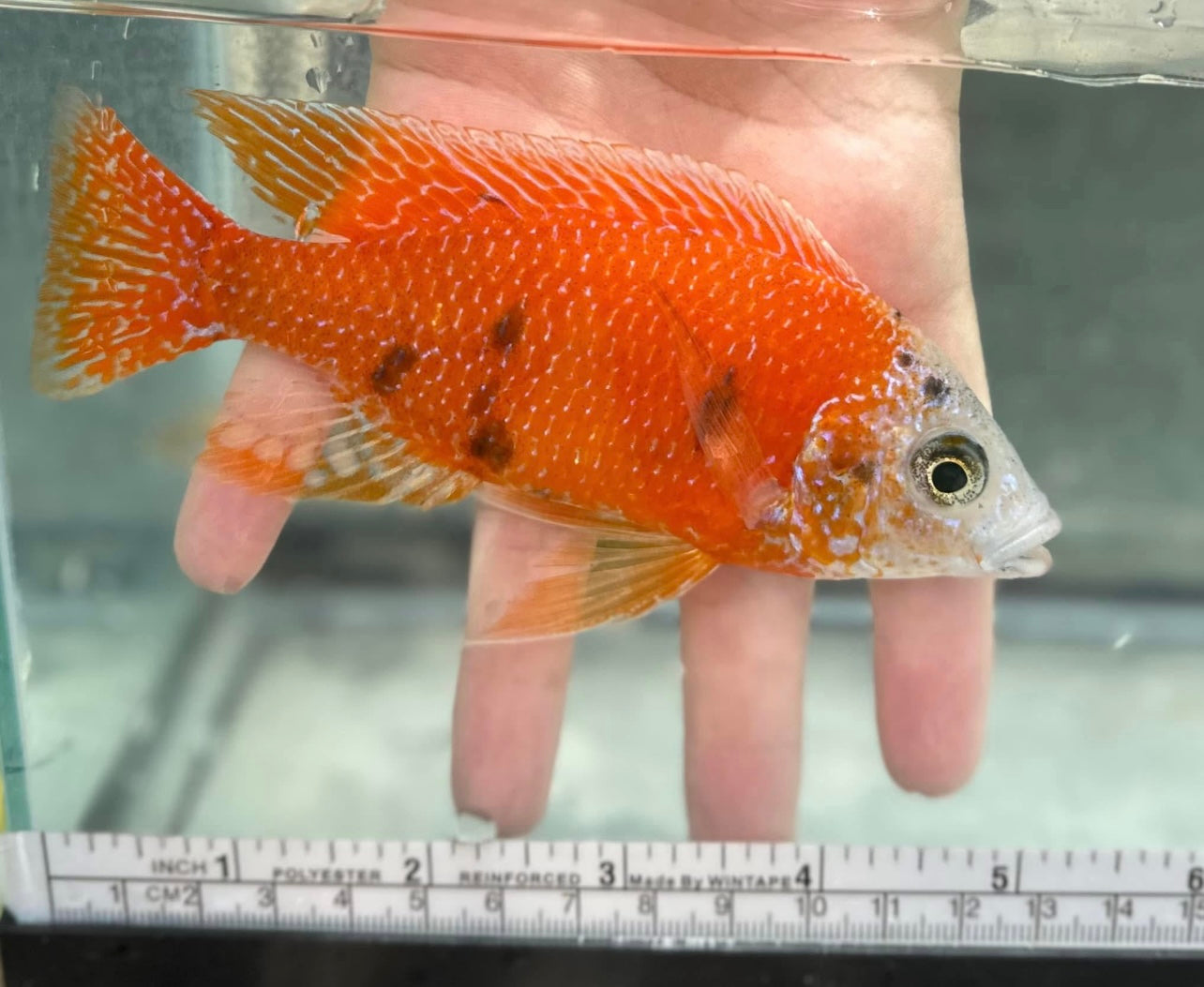 Ob Platinum Red Fin Borleyi