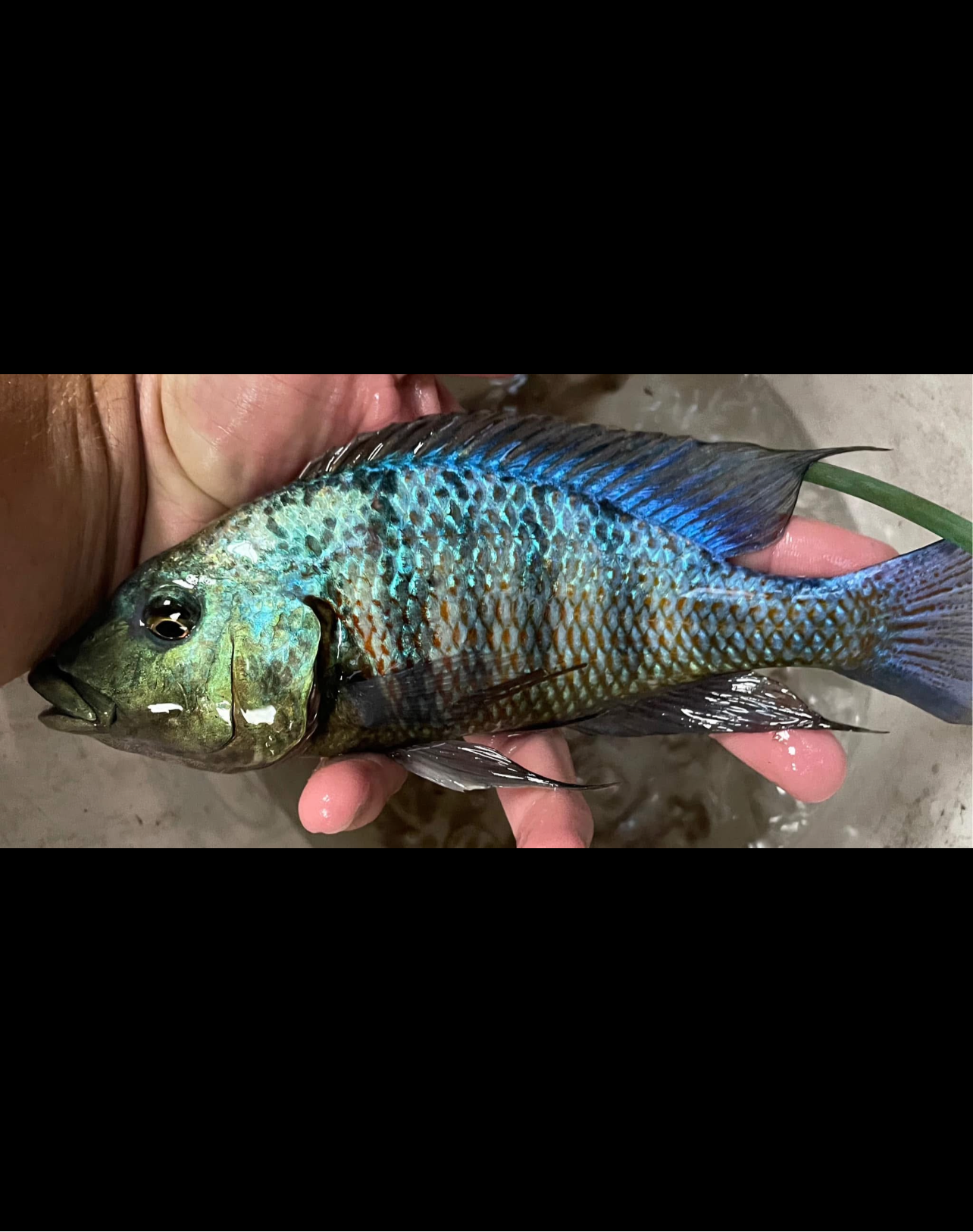 Rostratus Sand Diver