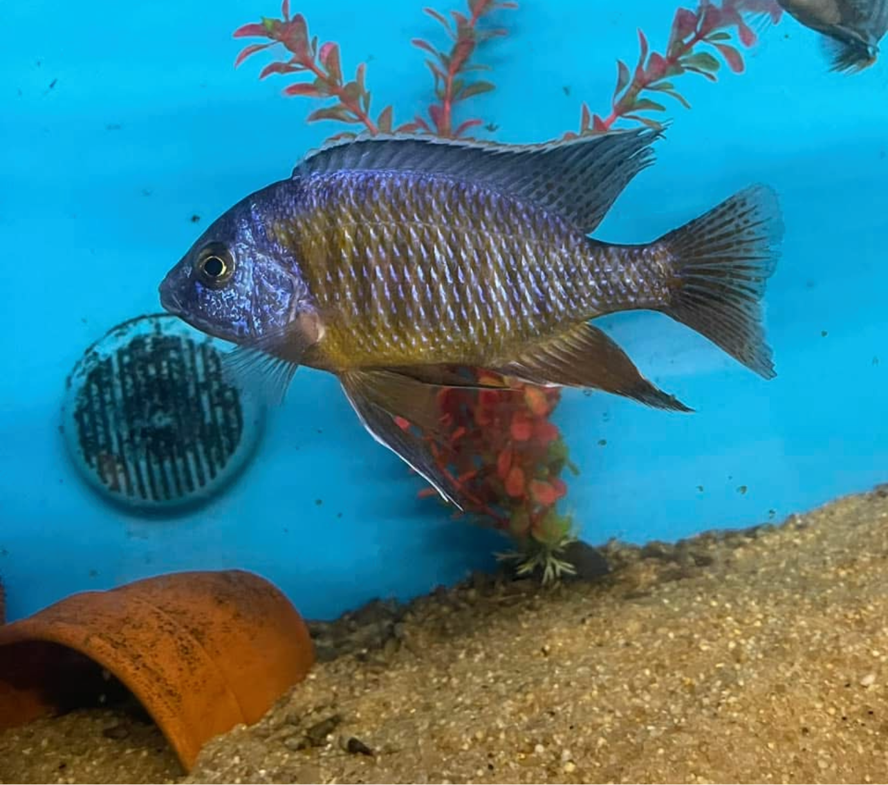 Tangerine Tiger