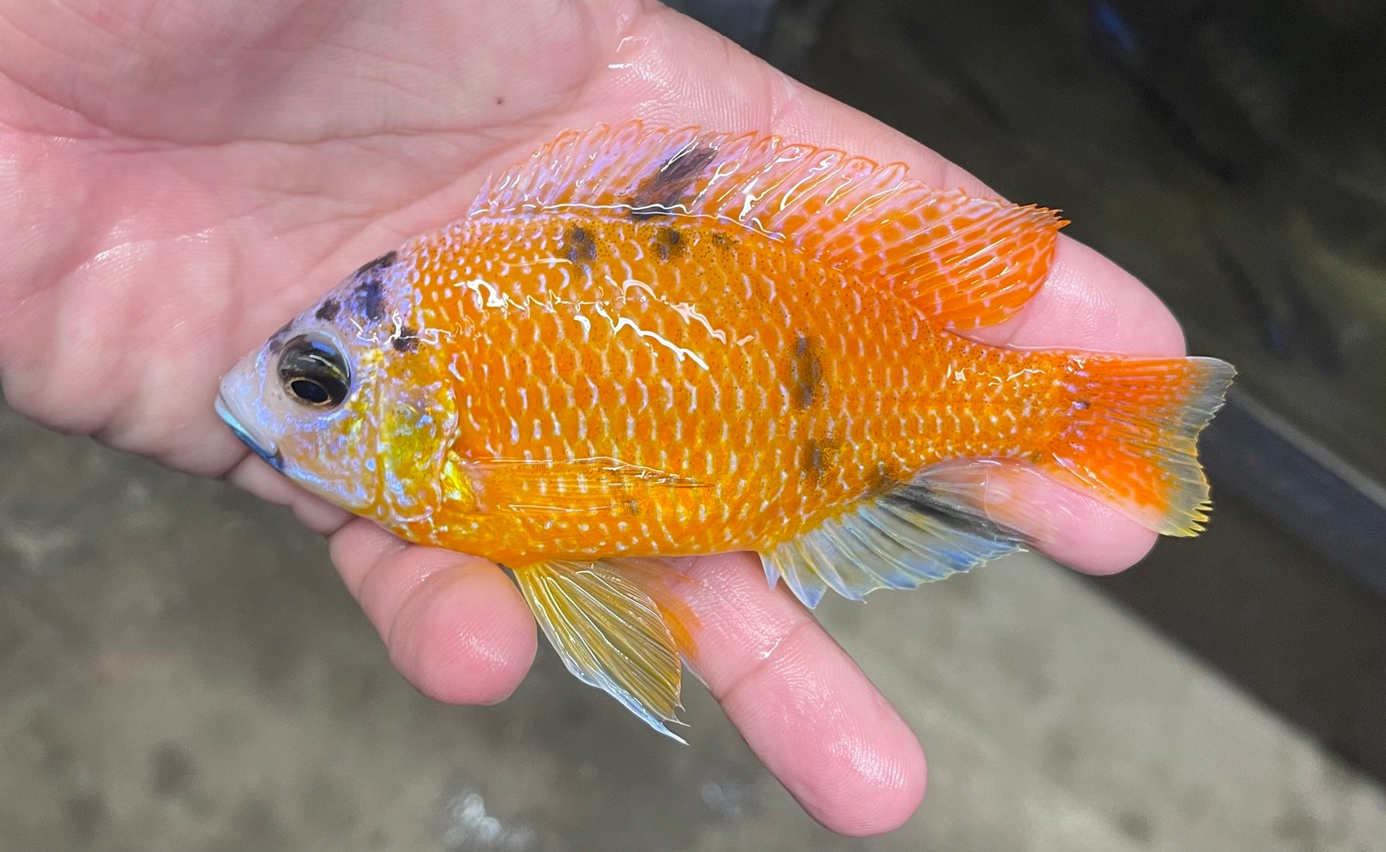 Ob Platinum Red Fin Borleyi