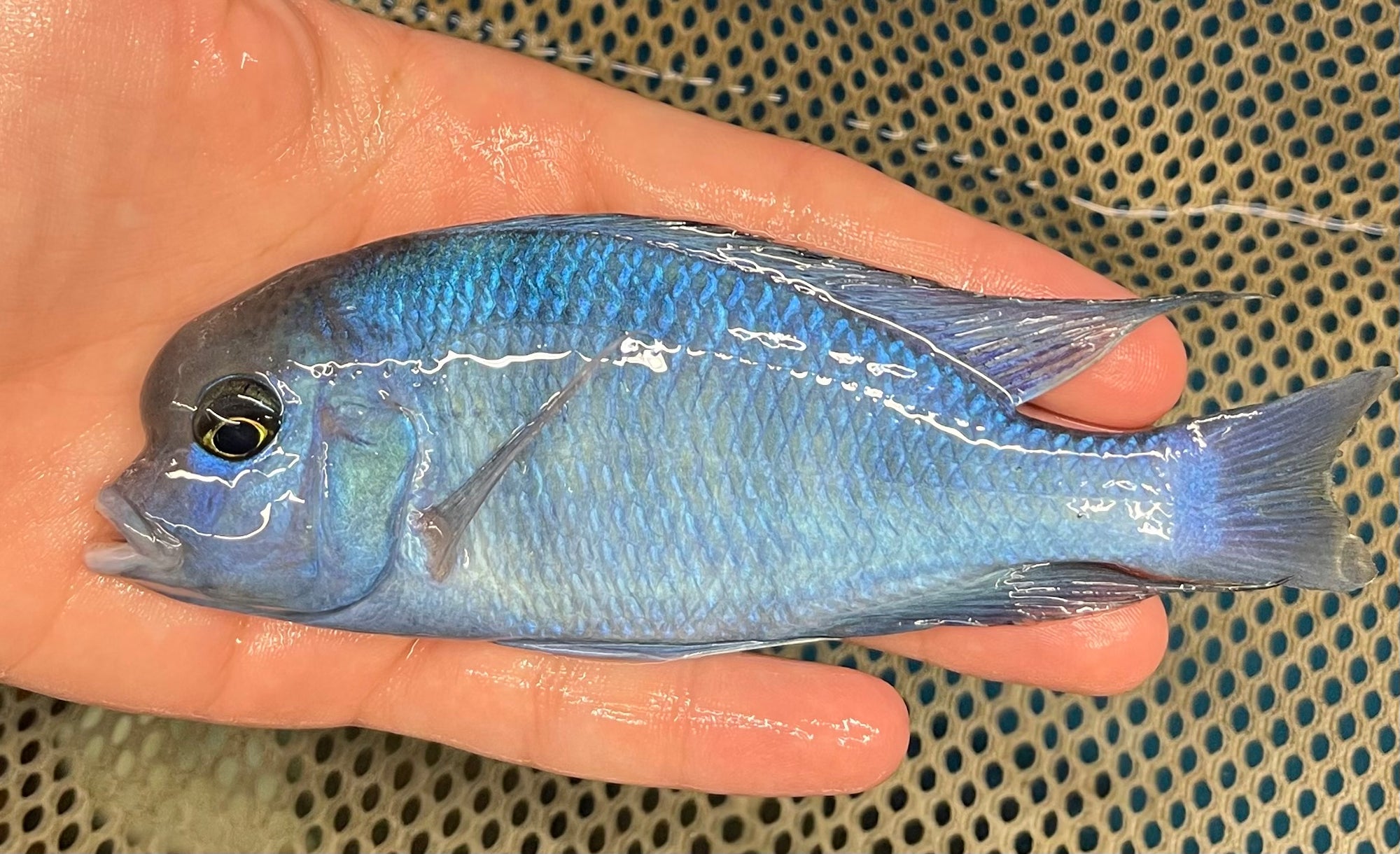 Blue Dolphin