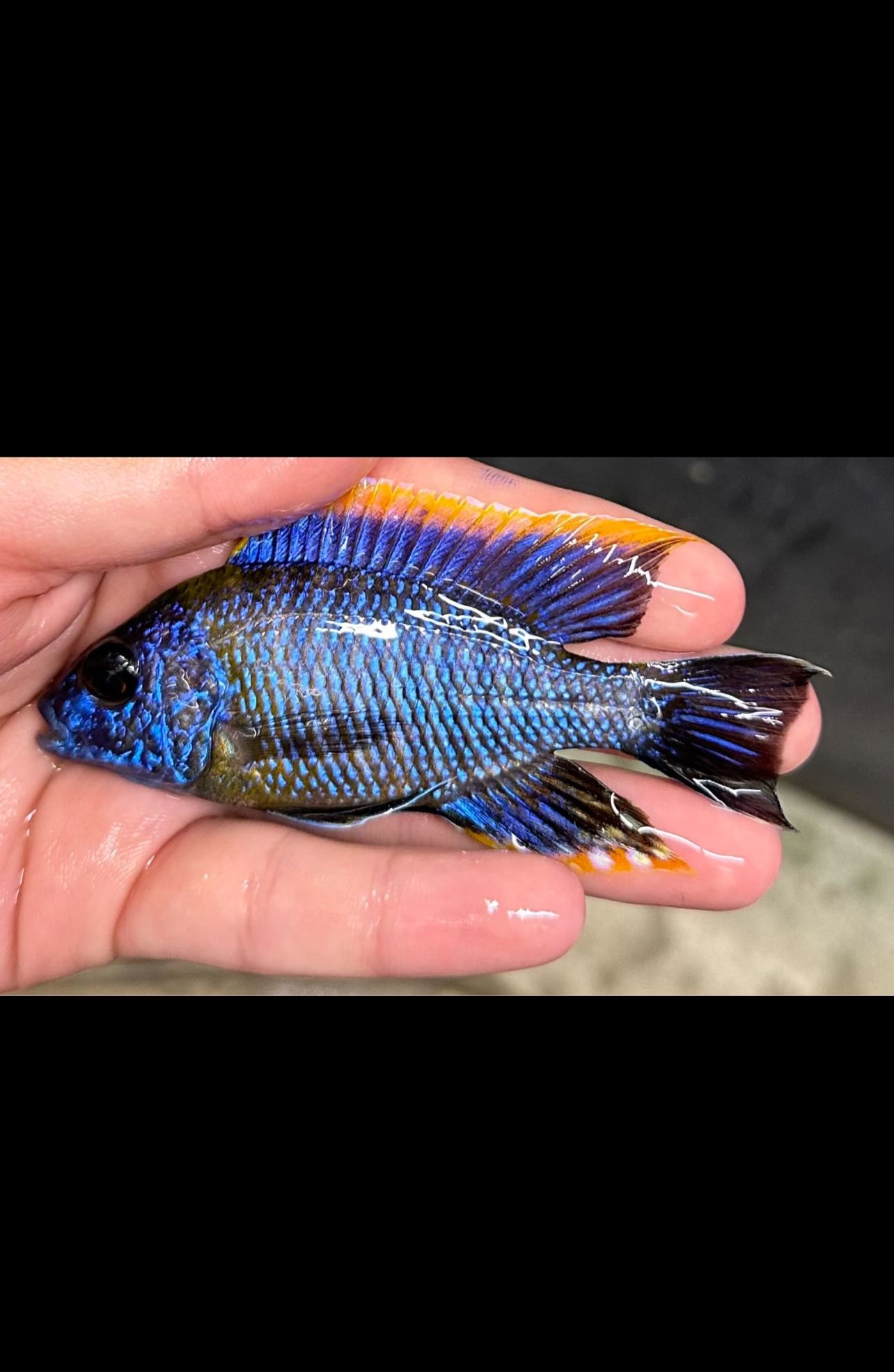 Lwanda Peacock