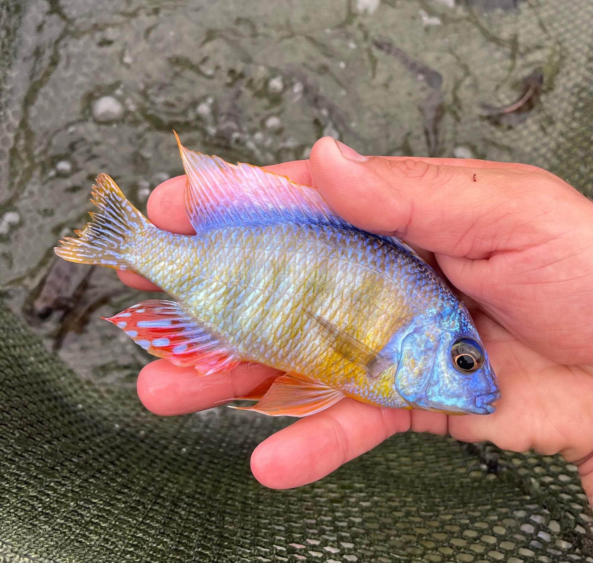 Taiwan Reef