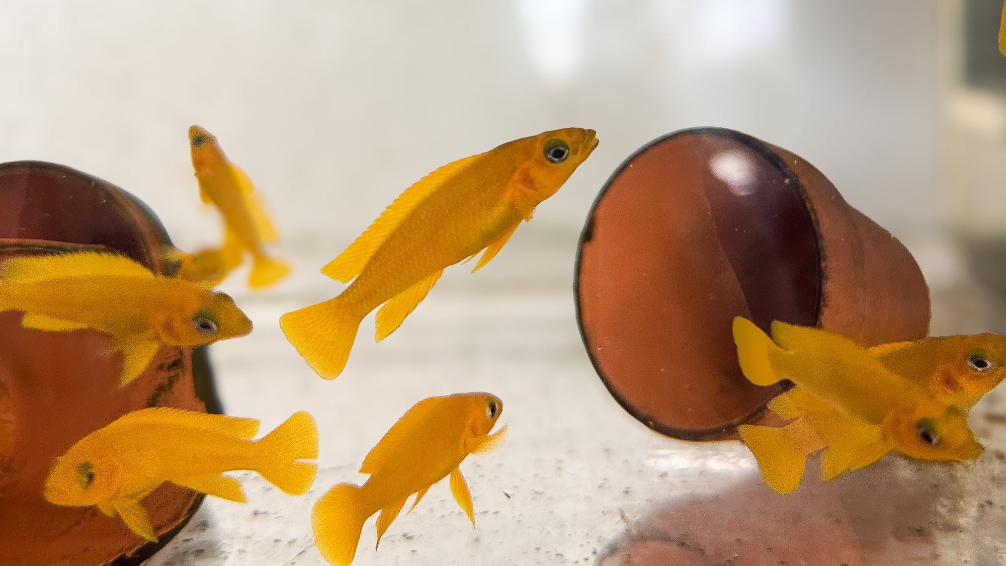 Neolamprologus Leleupi