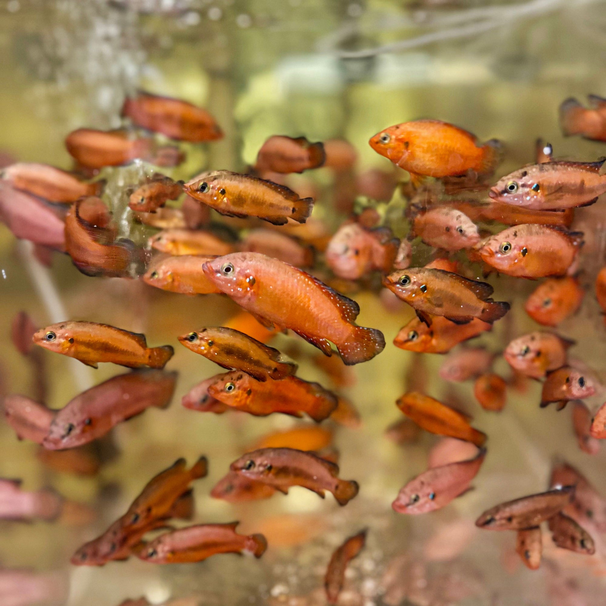 Turkana Jewel Cichlid