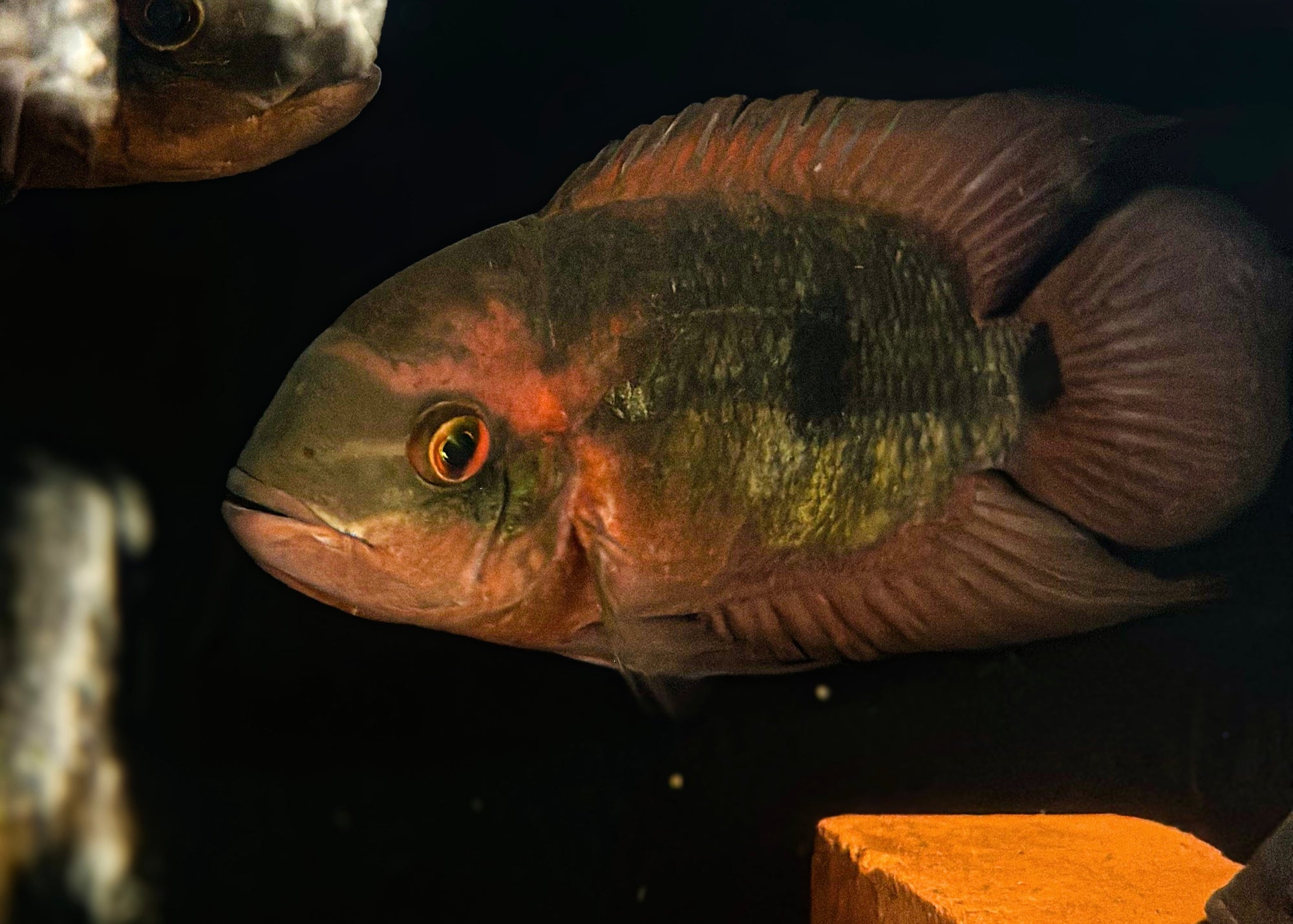 Chocolate Cichlid