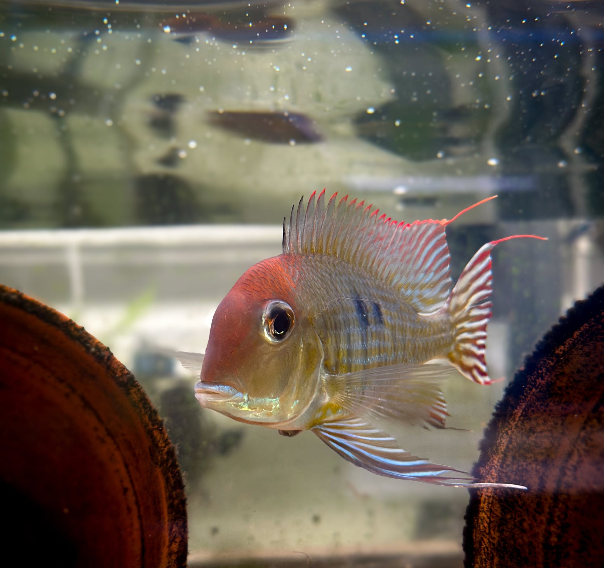 Red Head Tapajos