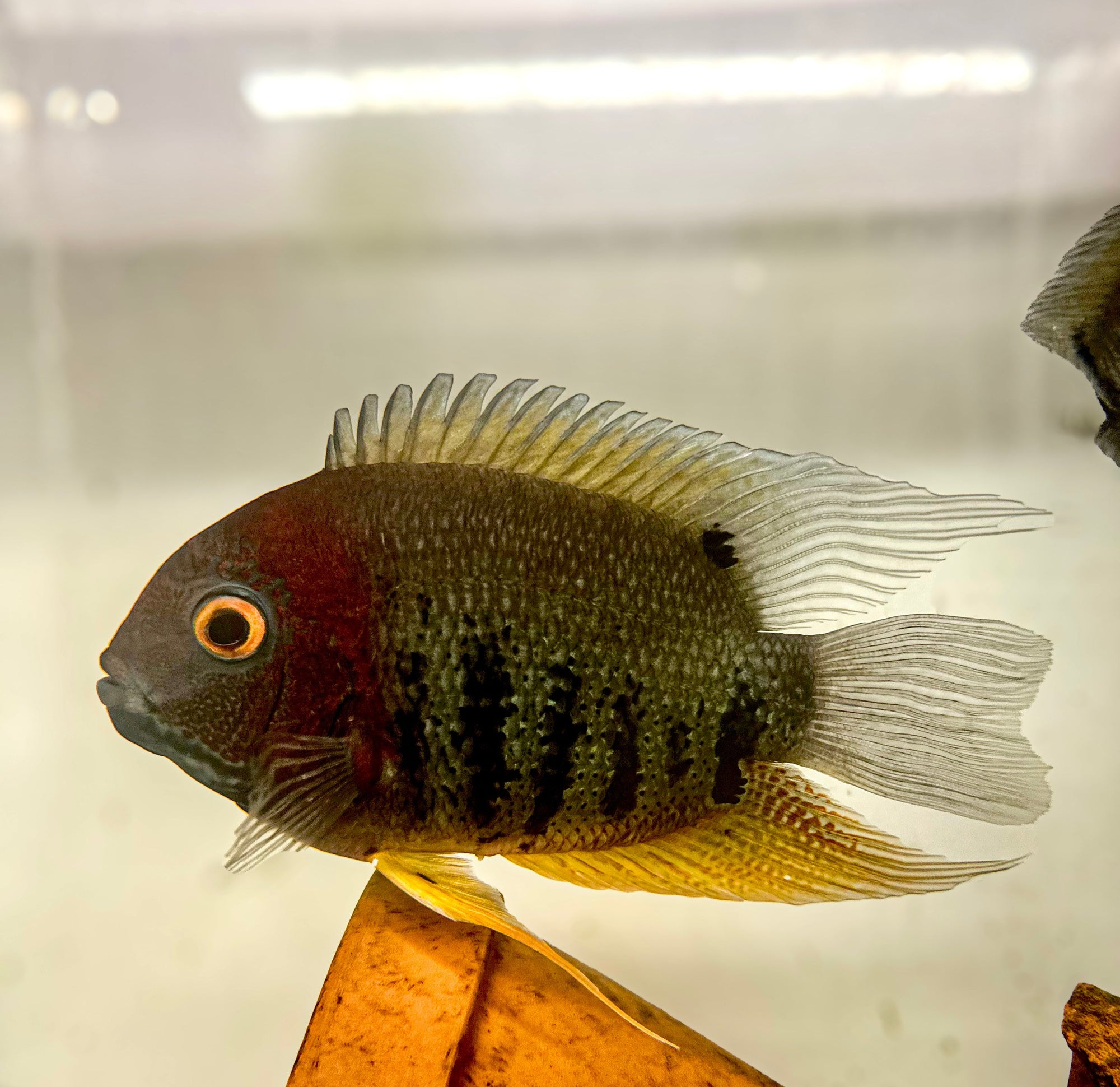 Red Shoulder Rotkeil Severum