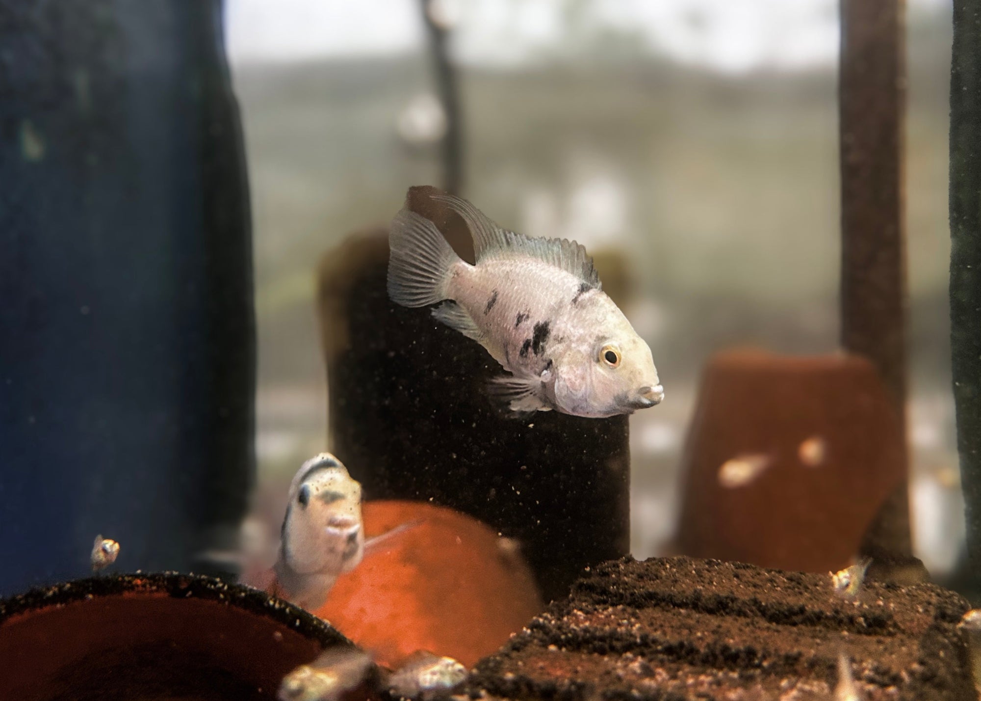 Platinum Calico
