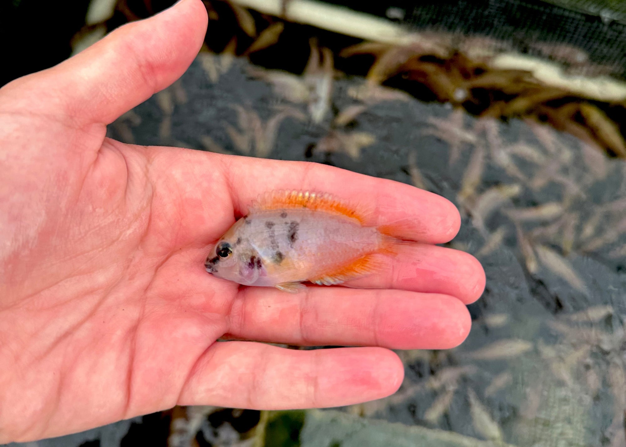 Marble Convict Cichlid