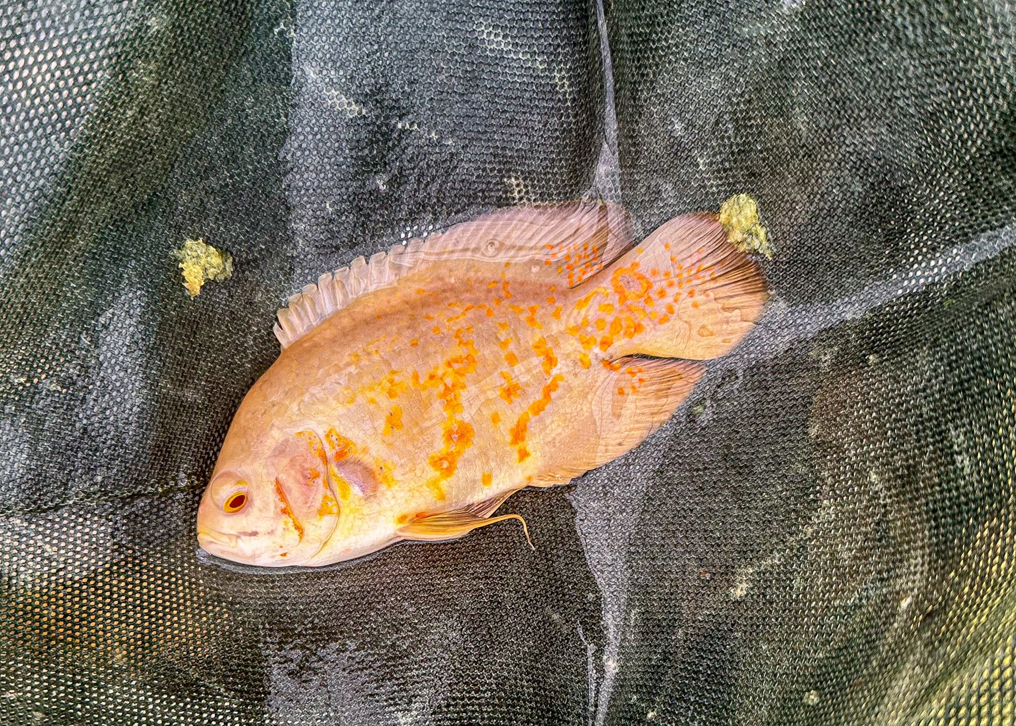 Albino Oscar