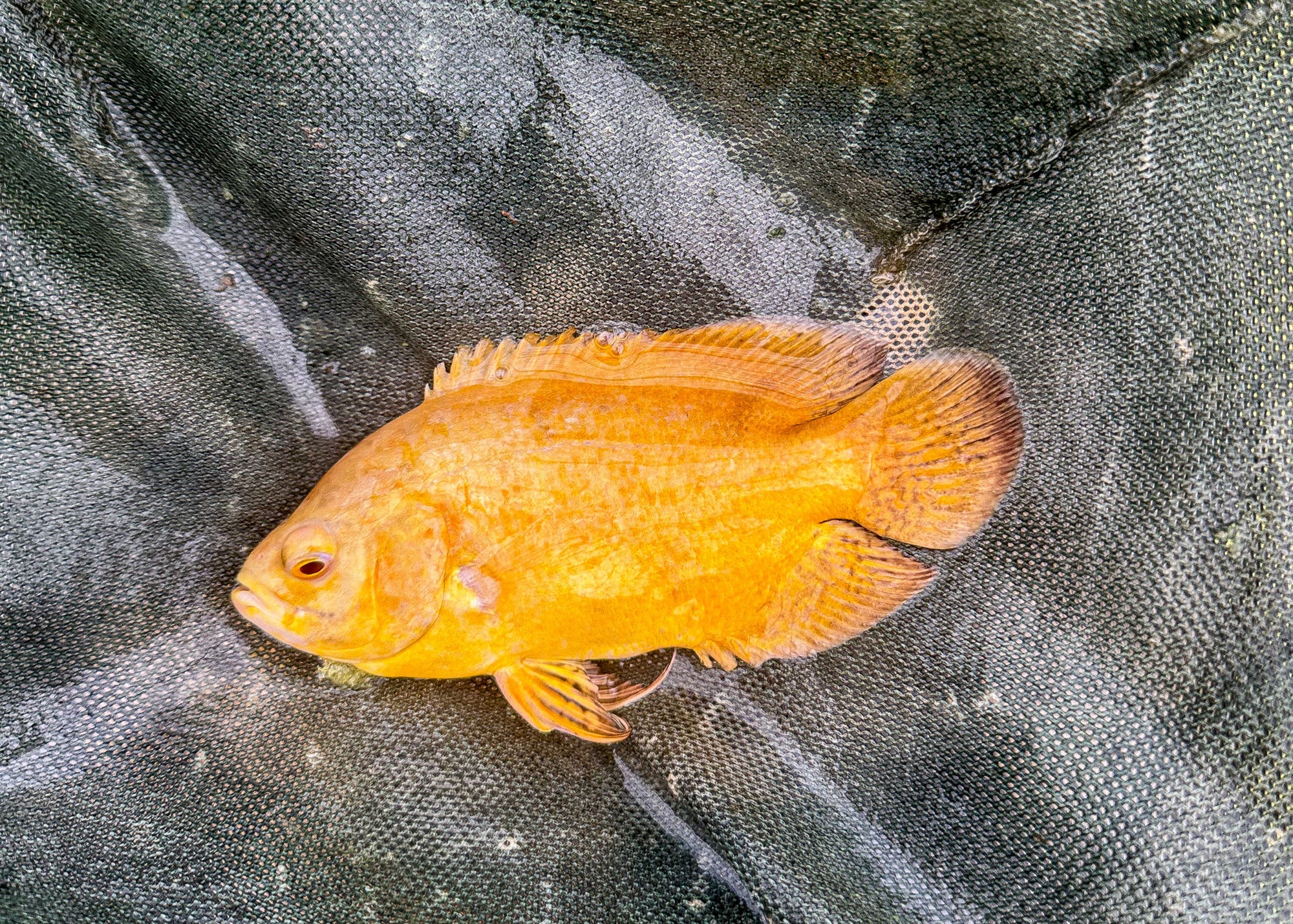 Albino Smooth Oscar