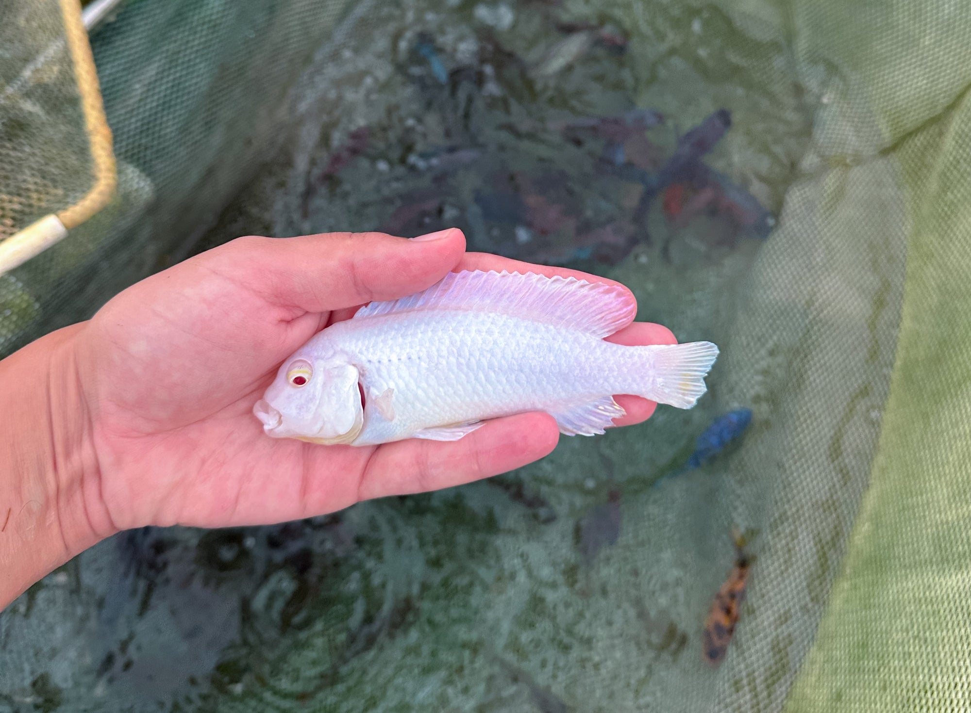 Albino Socolofi